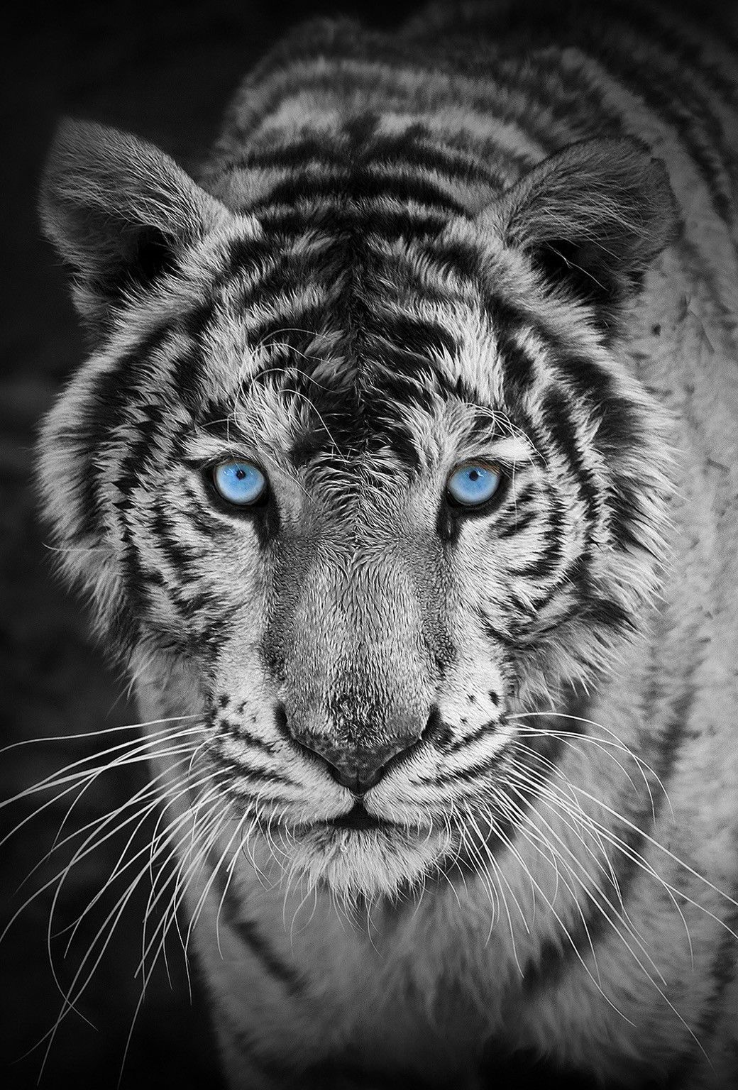 Wild Animals Wallpaper For The iPhone 6 Tiger