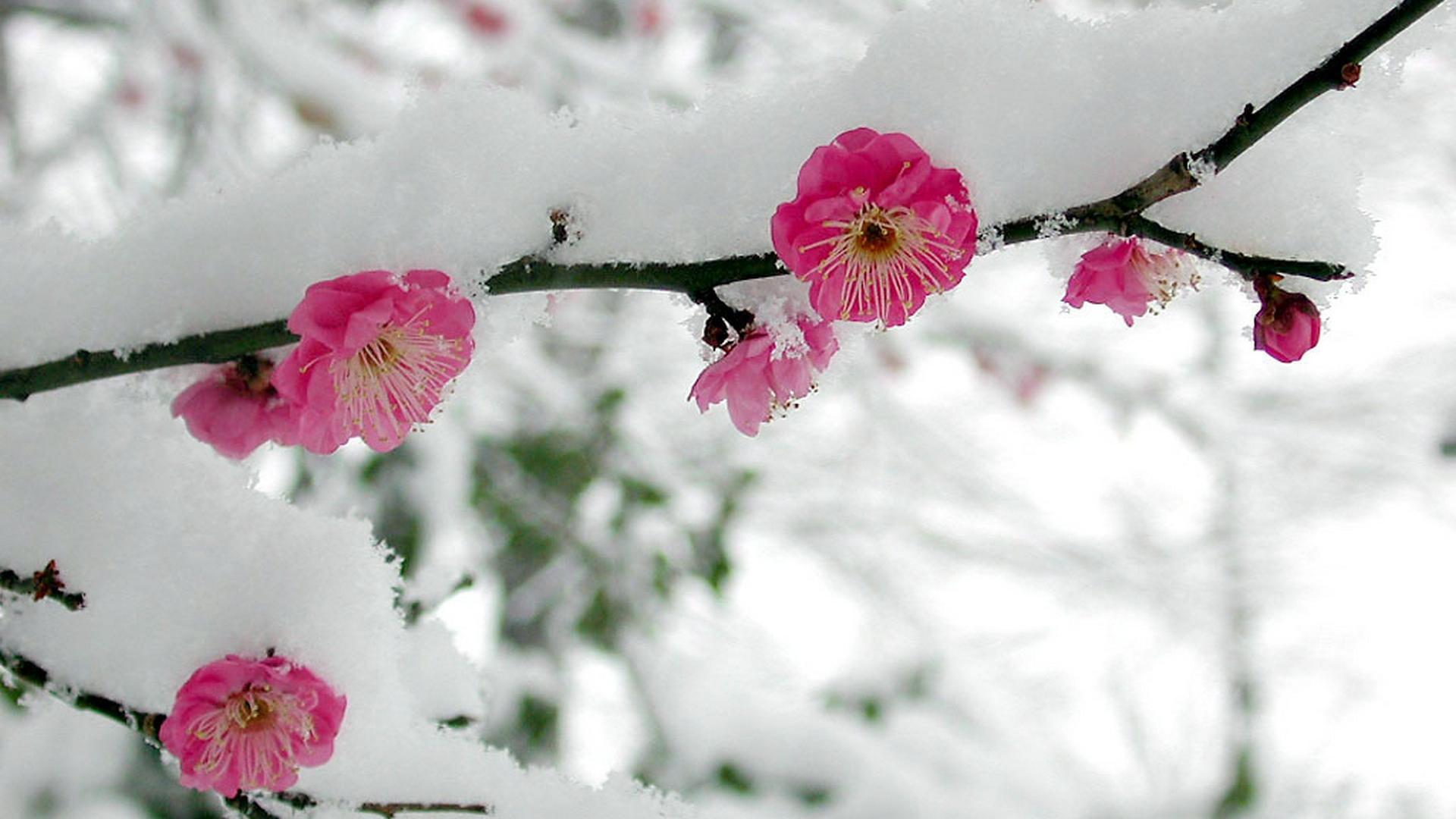 Cherry Blossom Snow Wallpaper Free Cherry Blossom Snow Background