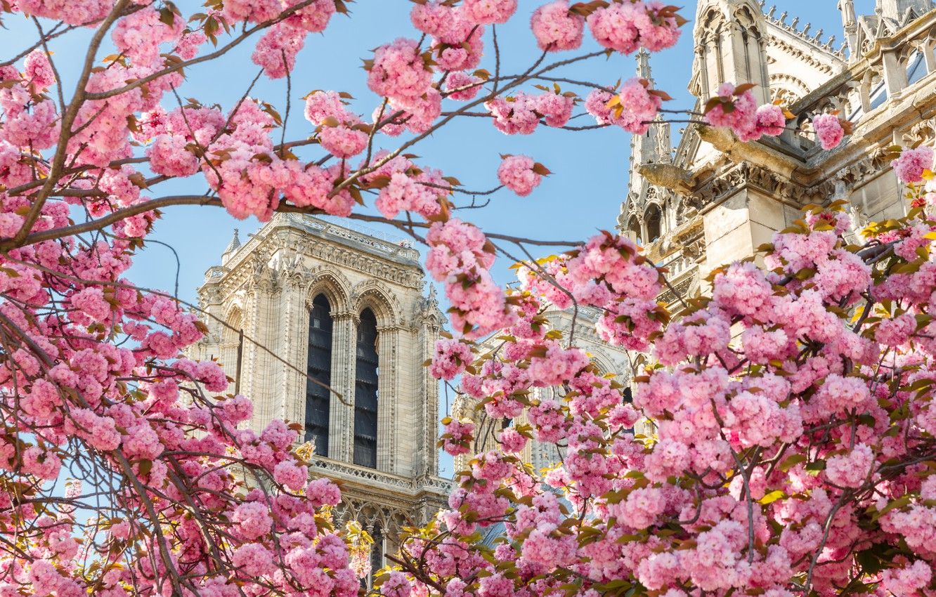 Wallpaper flowers, France, Paris, spring, In The Heart Of Paris