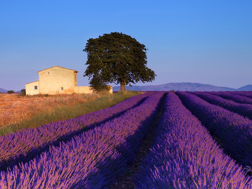 Provence France Landscape Wallpaper En Provence Lavender