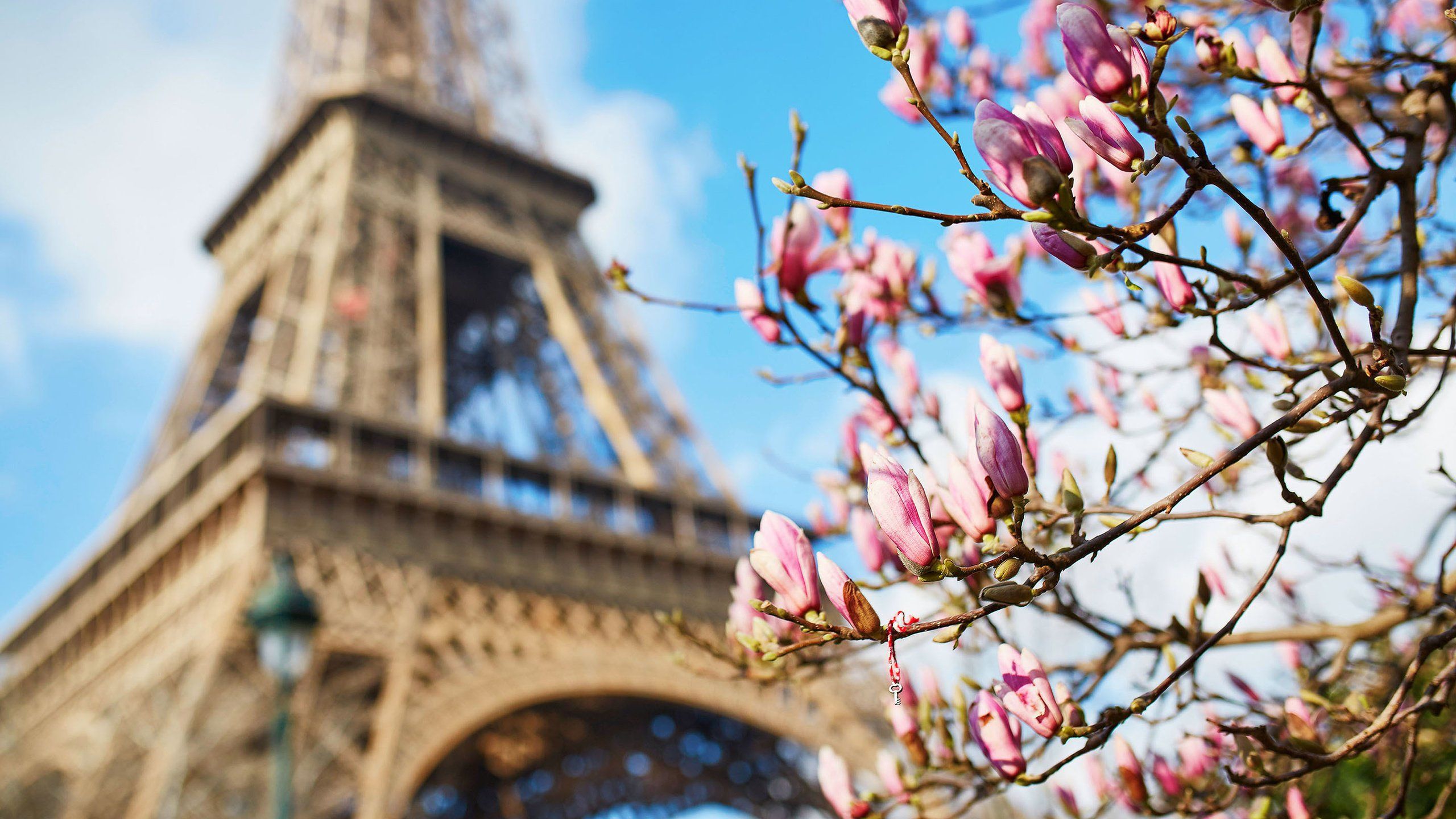 Wallpaper download paris, spring, france, eiffel tower, magnolia