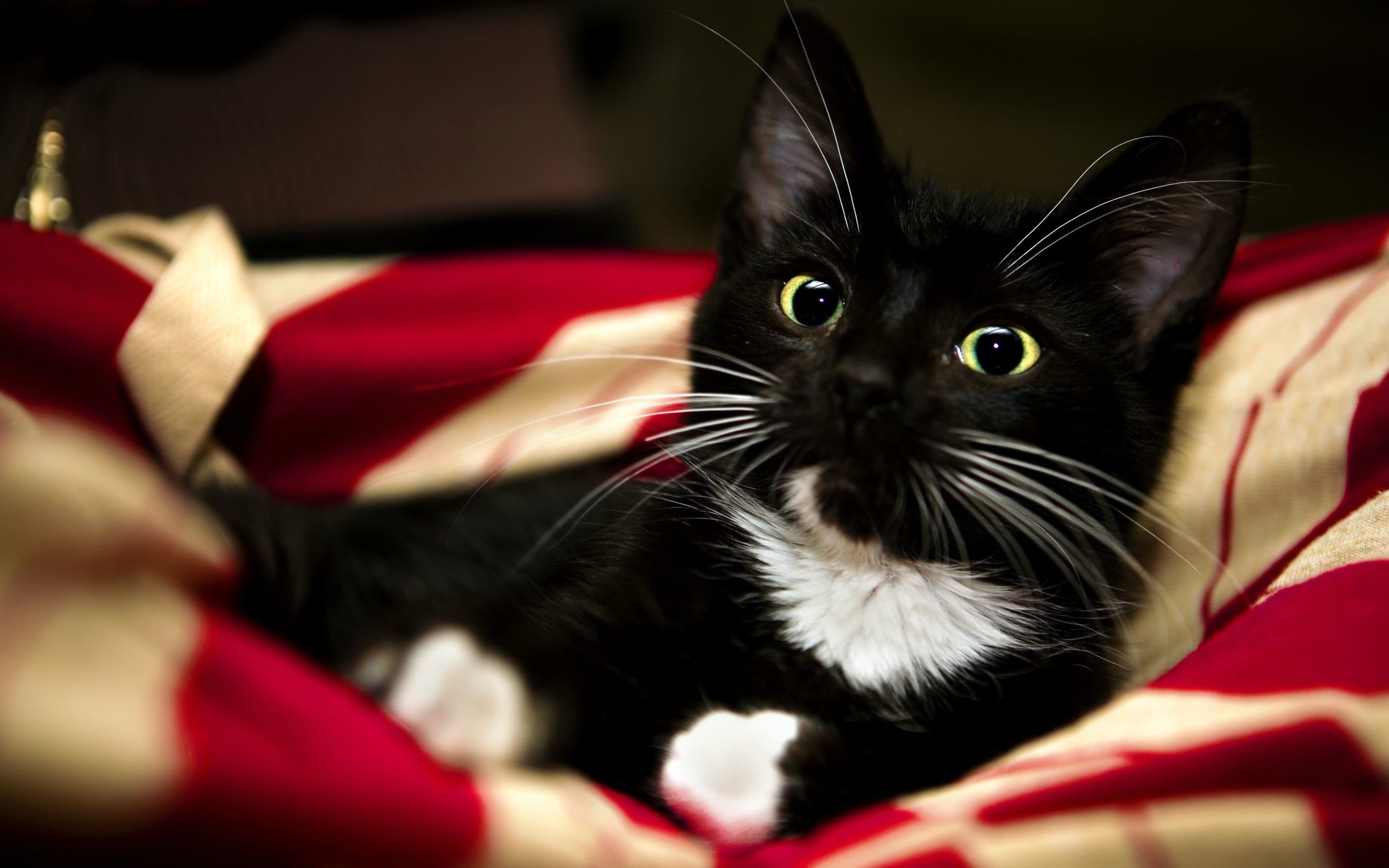 Cute Tuxedo Cat