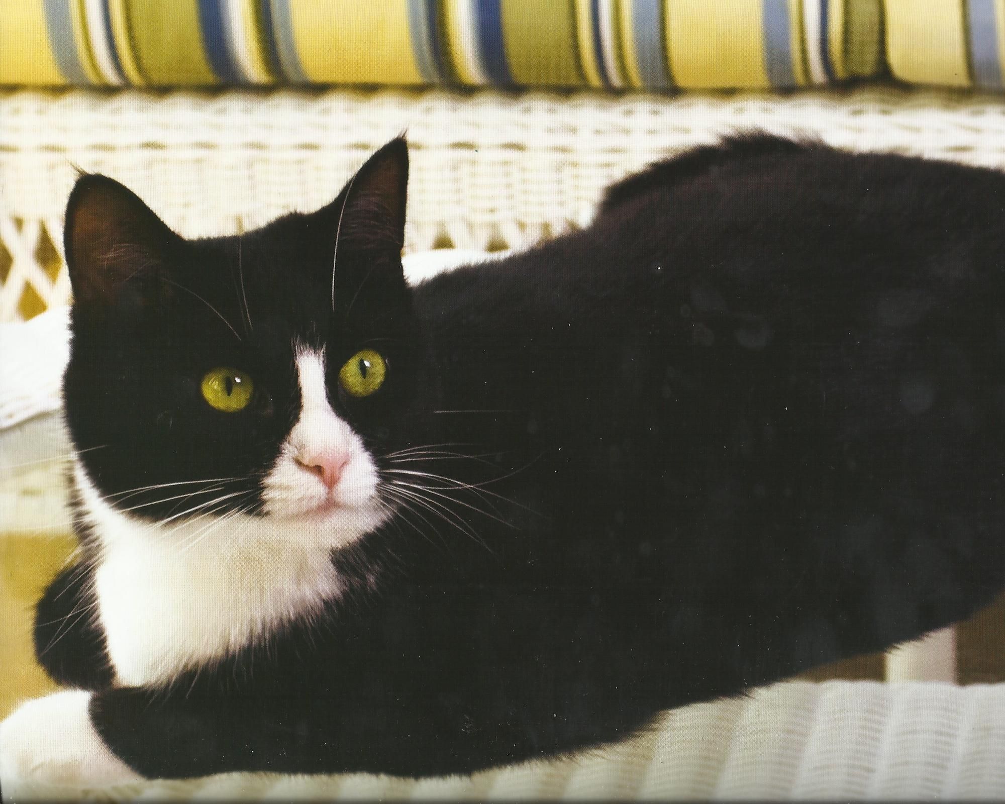Tuxedo Cat Desktop Wallpaper 320 - Tuxedo Cat Desktop Wallpaper
