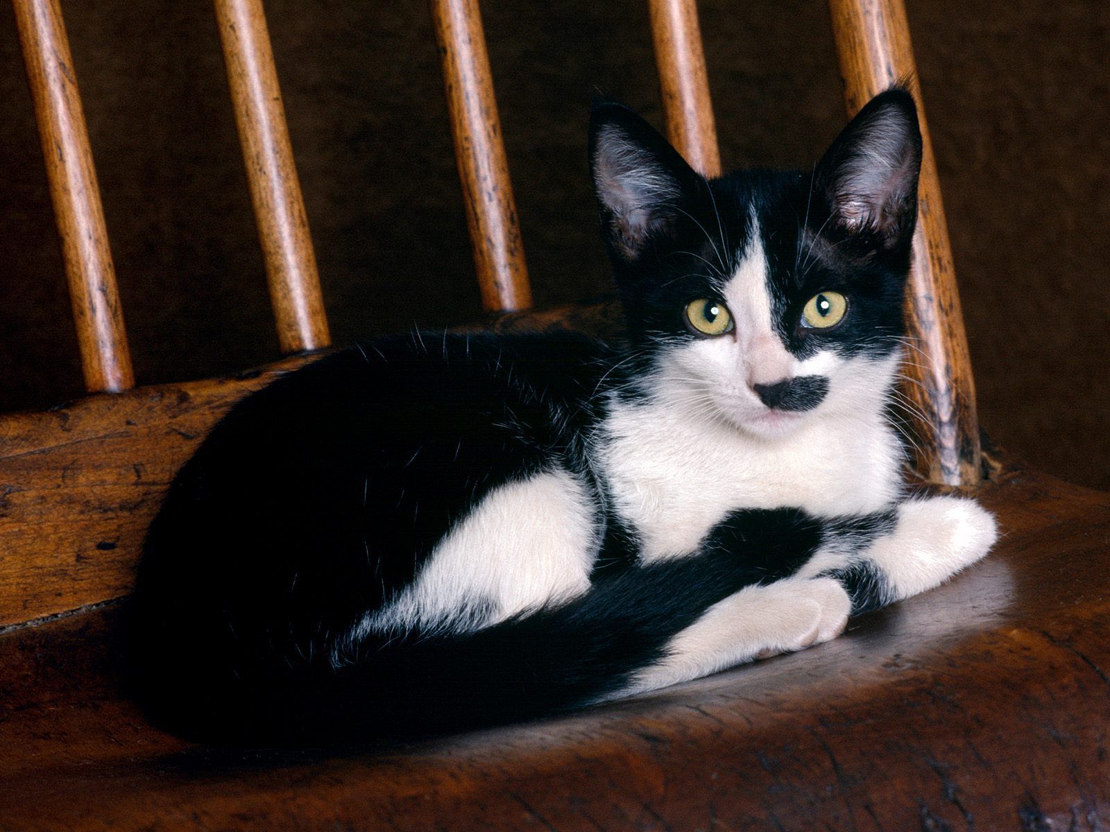 WallPapers. Bicolor cat, Black, white