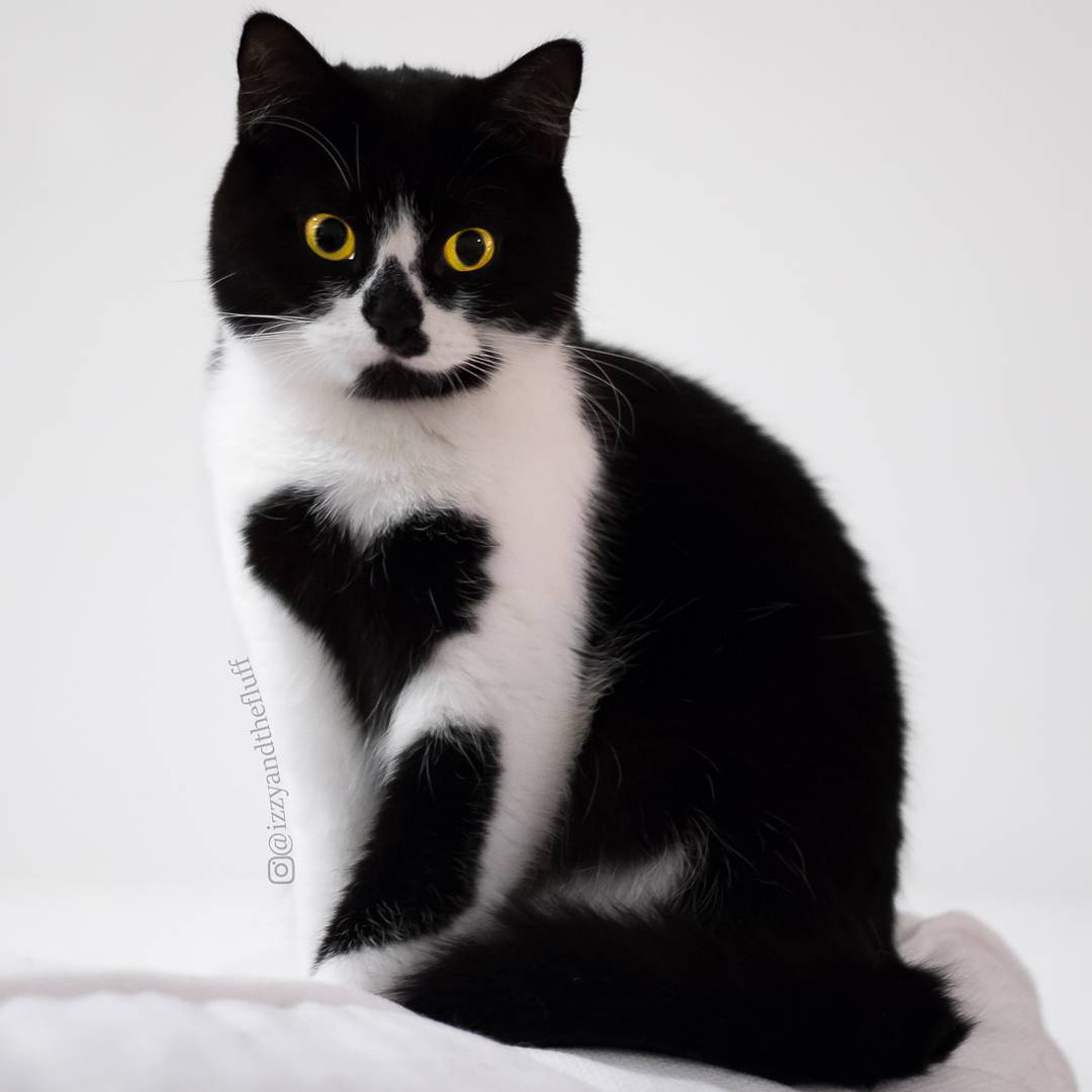 A Beautiful British Shorthair Tuxedo Cat Who Wears a Furry Heart on the Out...