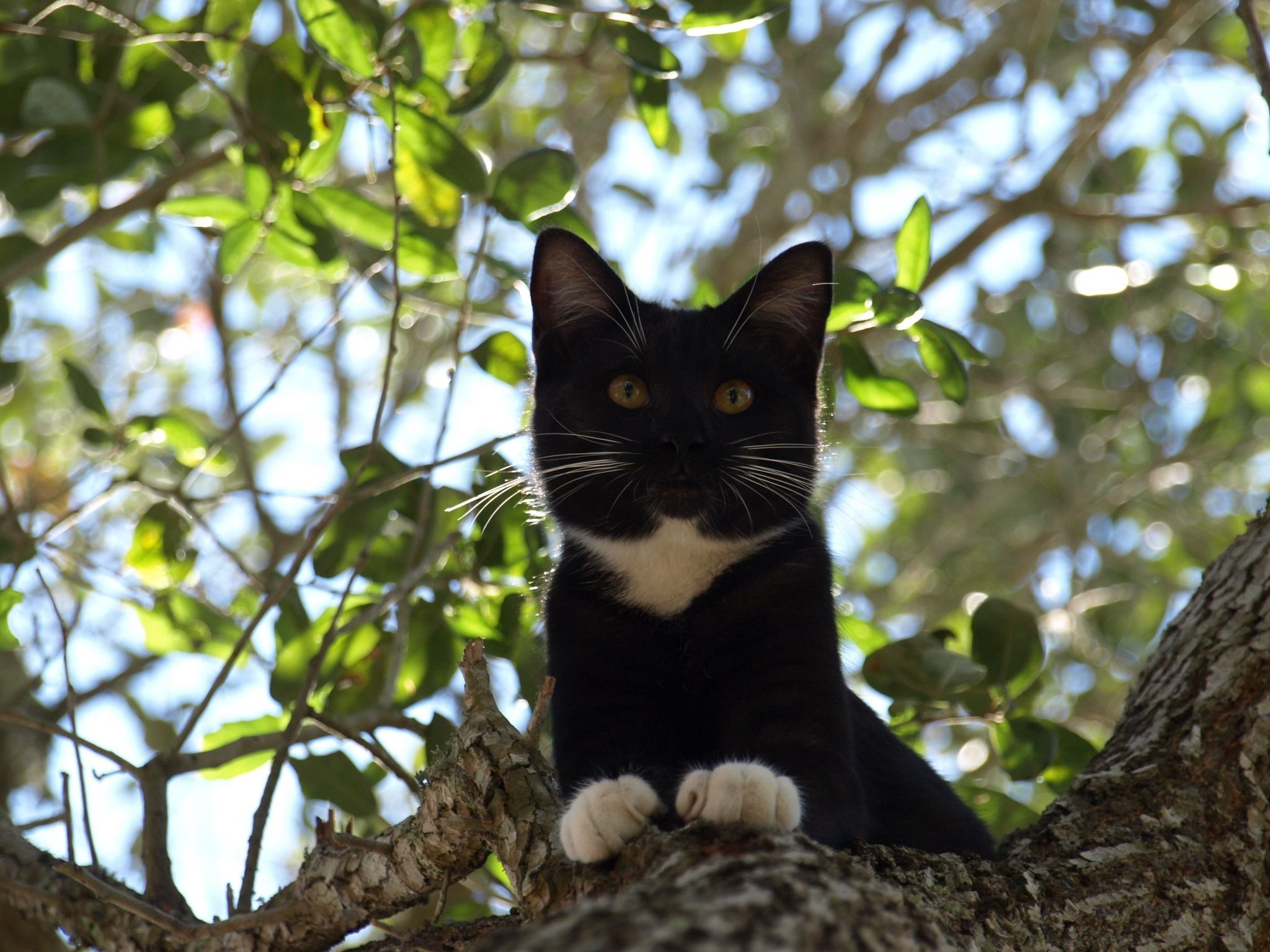 Tuxedo cat of tree HD wallpaper