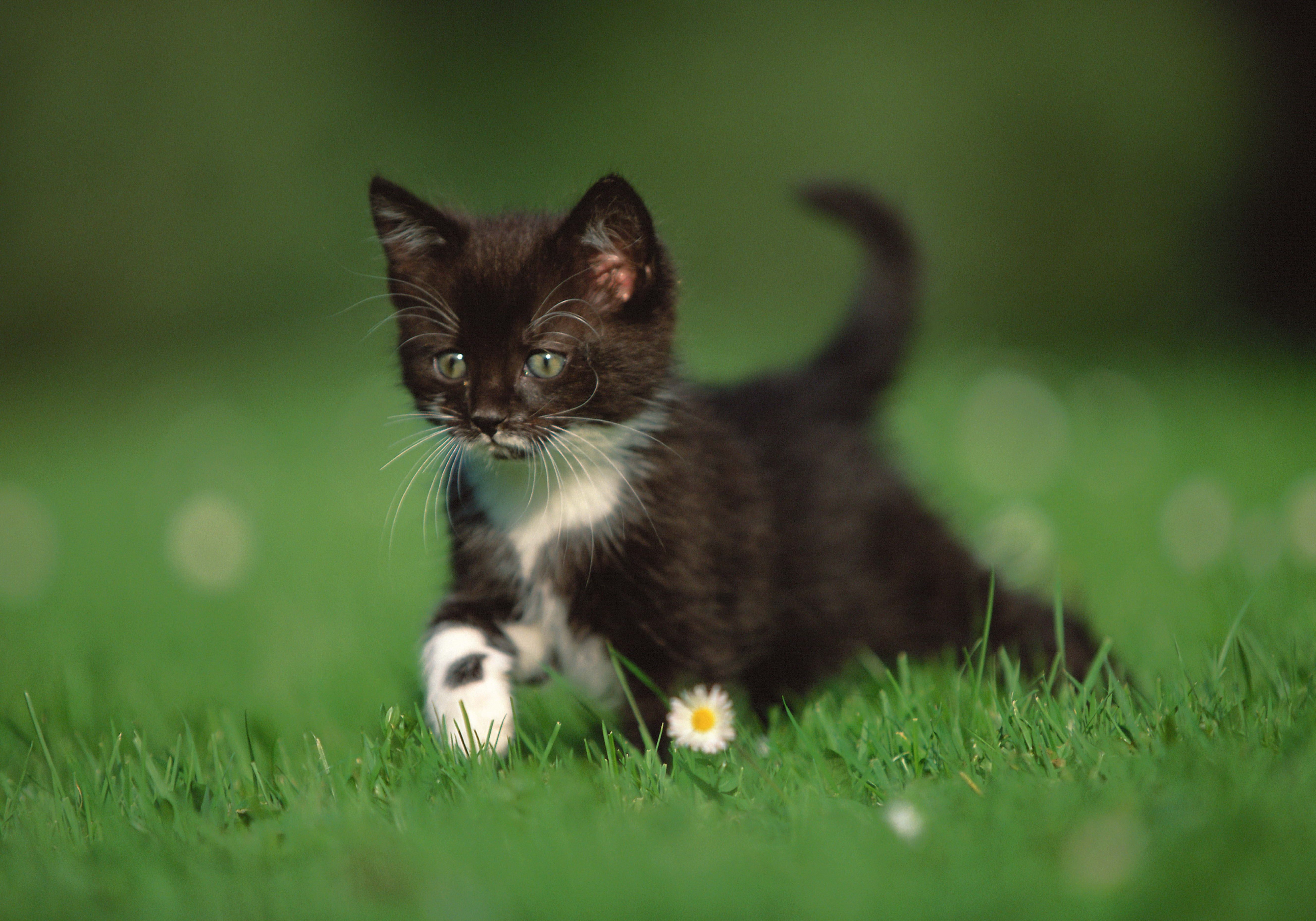 Tuxedo kitten on grass field at day HD wallpaper