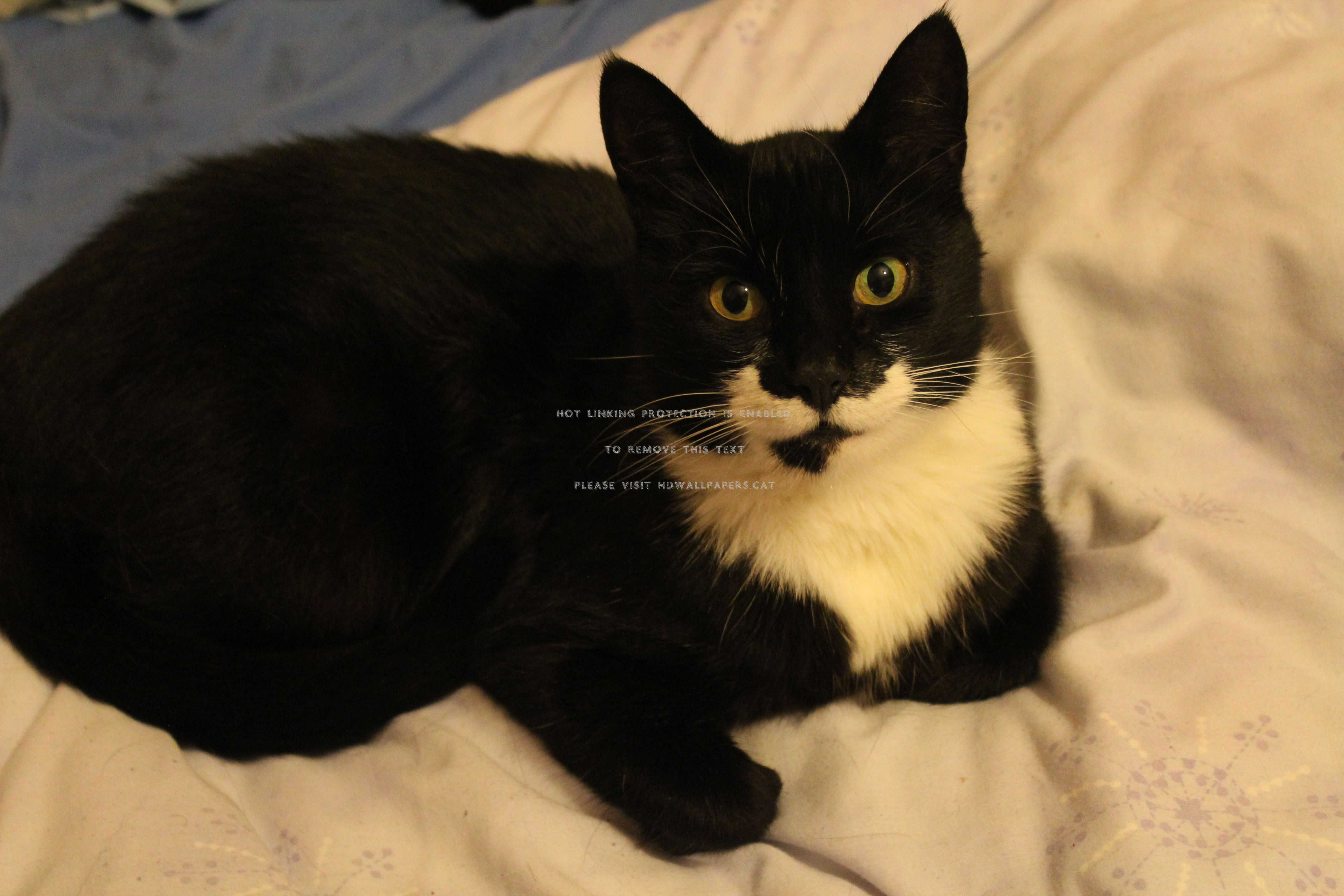 harry the tuxedo cats pets black and white