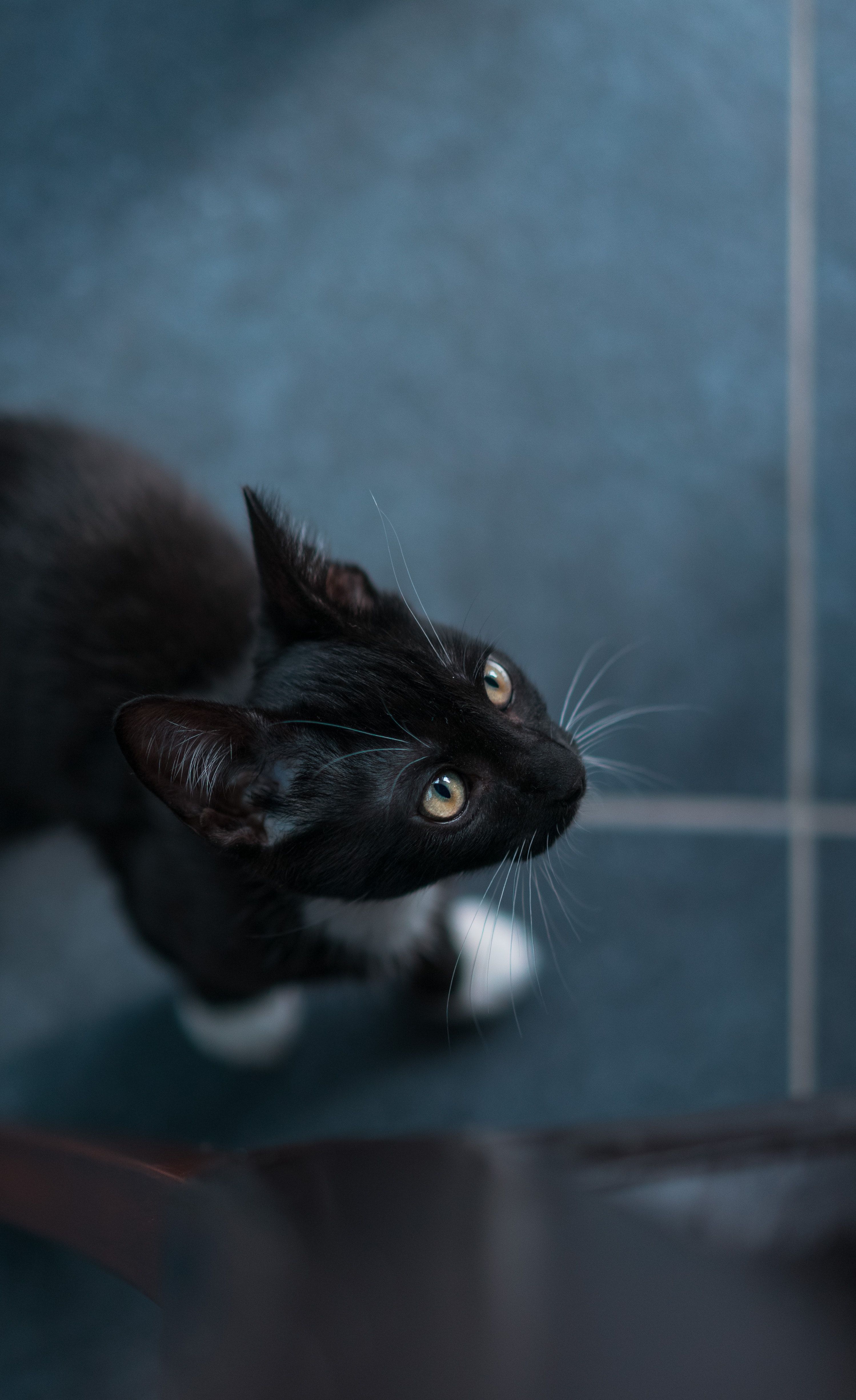 Selective Focus Photography Of Tuxedo Cat · Free