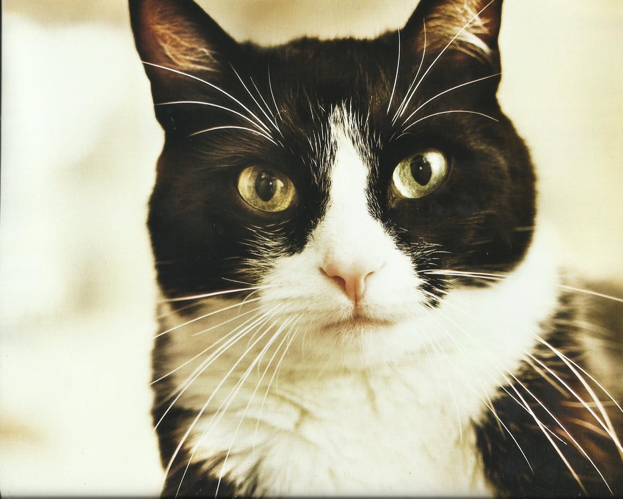 animal tuxedo cat wide HD wallpaper download tuxedo cat image