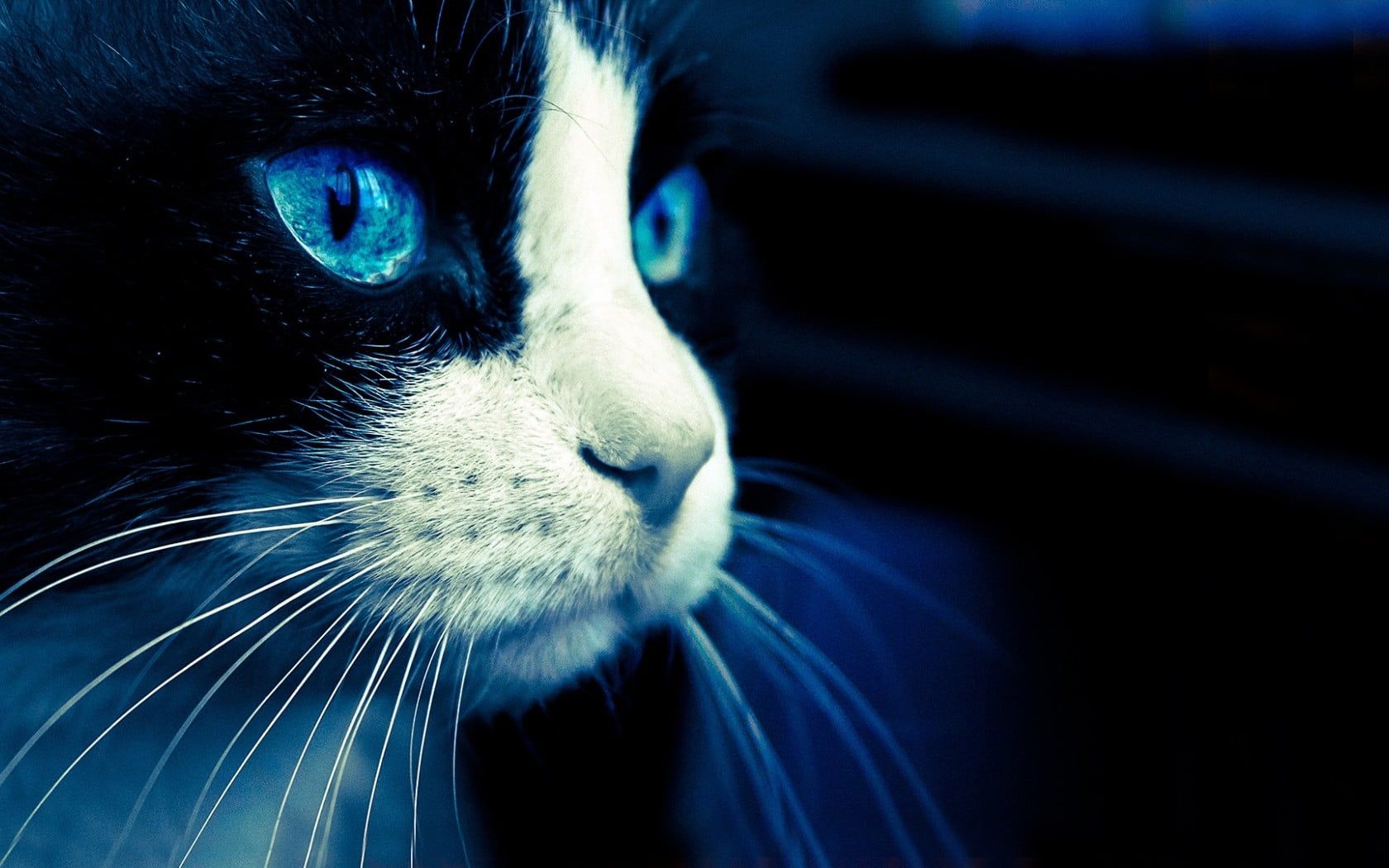 Macro photography of tuxedo cat HD wallpaper