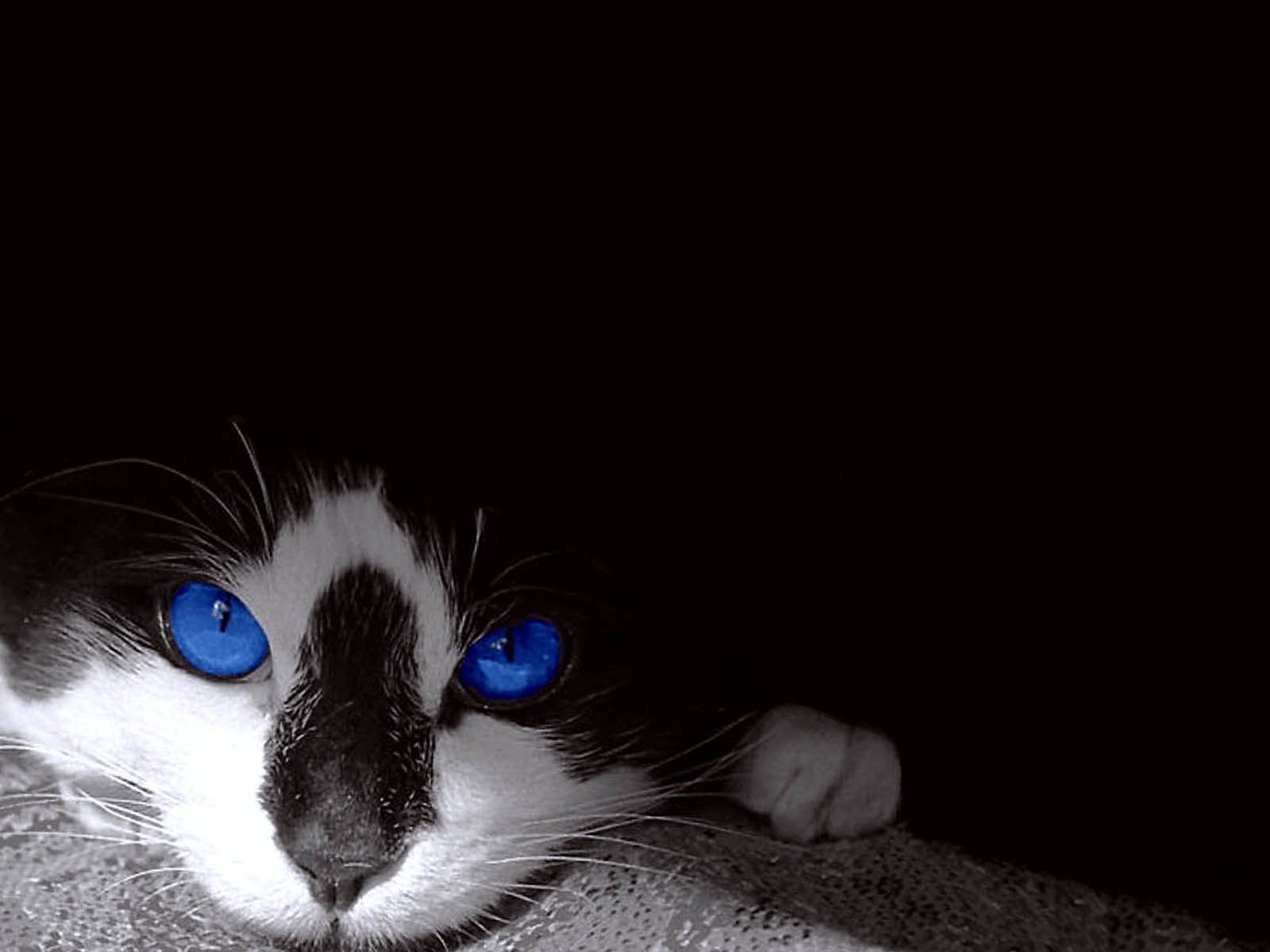 Blue Eyes Black Cats Photo Wallpaper HD / Desktop and Mobile