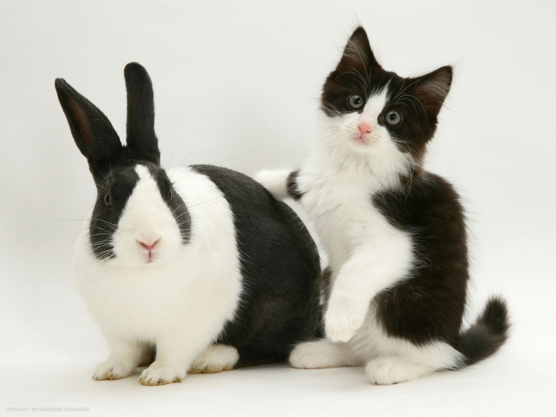 black dutch rabbit with black and white kitten desktop wallpaper