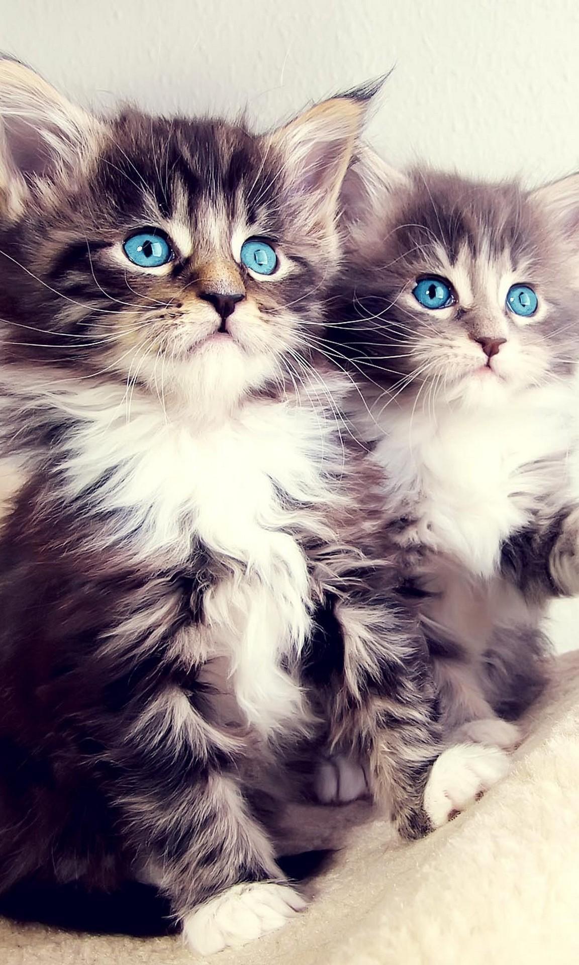 Kittens And Cats Wallpaper for Android
