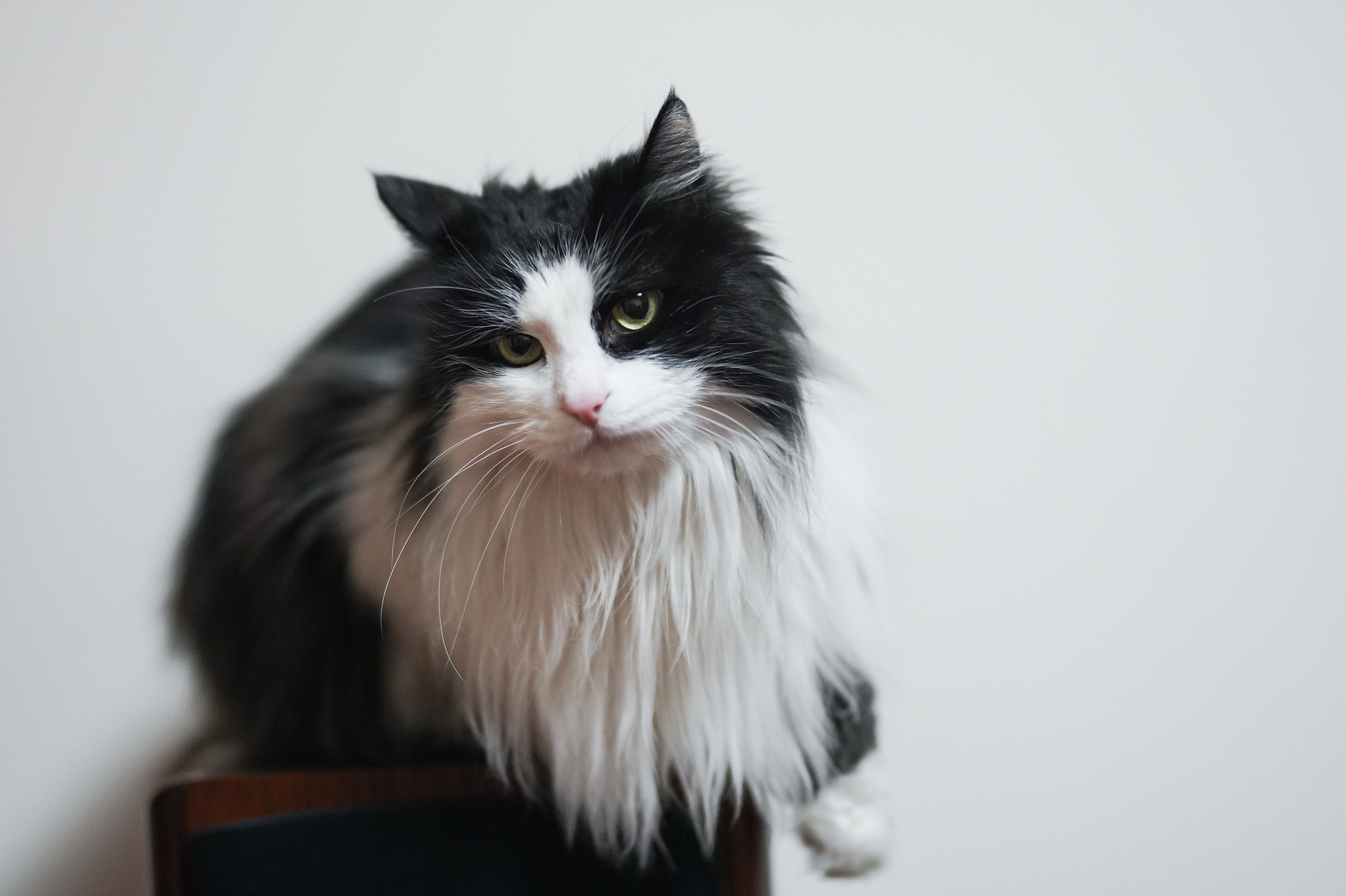 Selective Focus Photography of Tuxedo Cat · Free