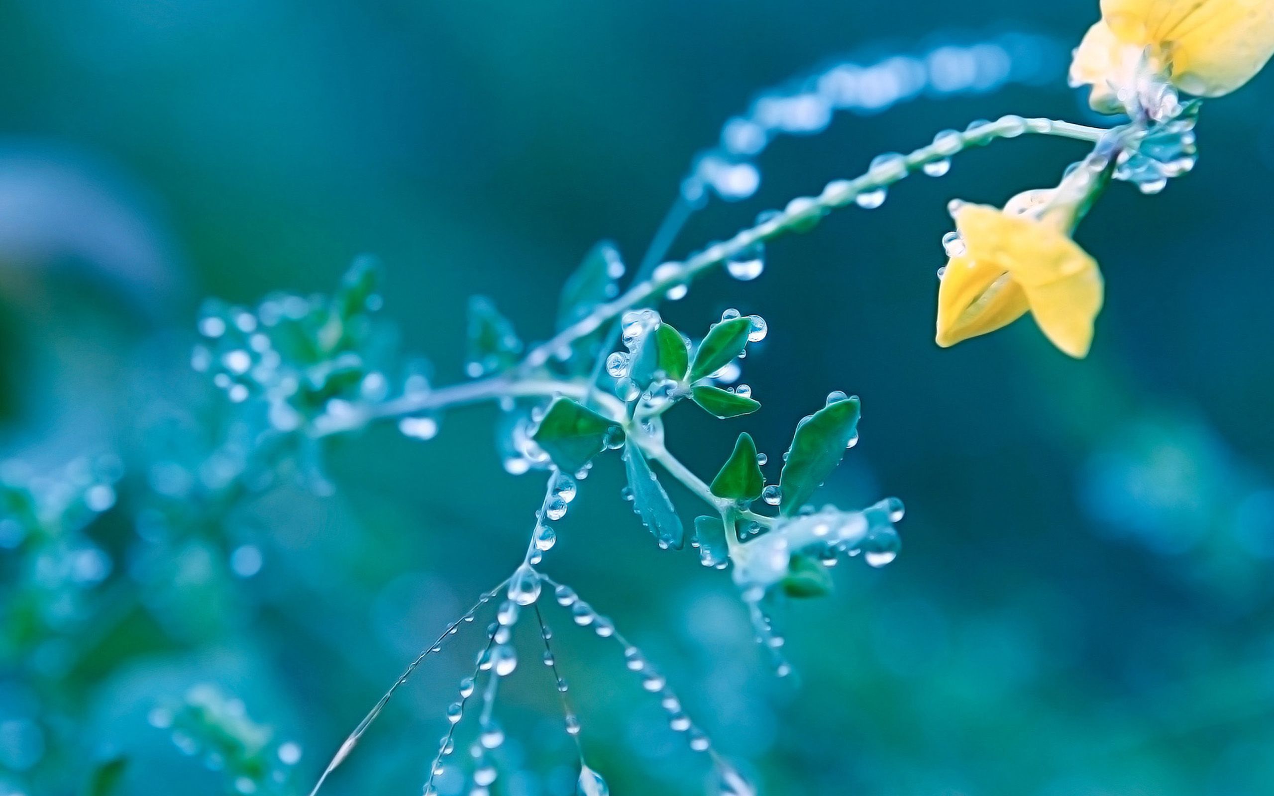Drop Of Water In Yellow Spring Flowers Wallpaper For Computer Desktop