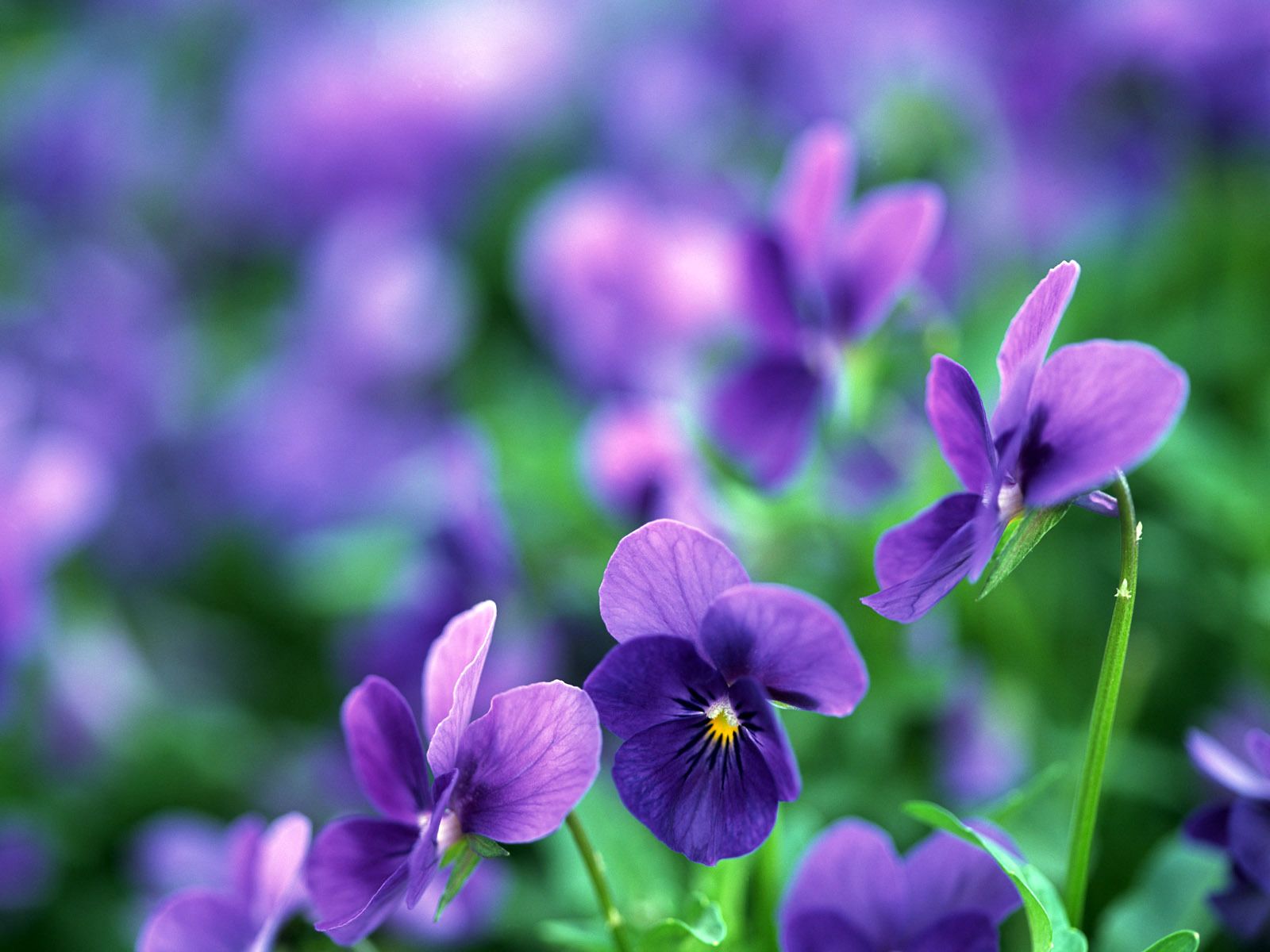 Pansy Flowers Computer Wallpaper 50005 1600x1200px