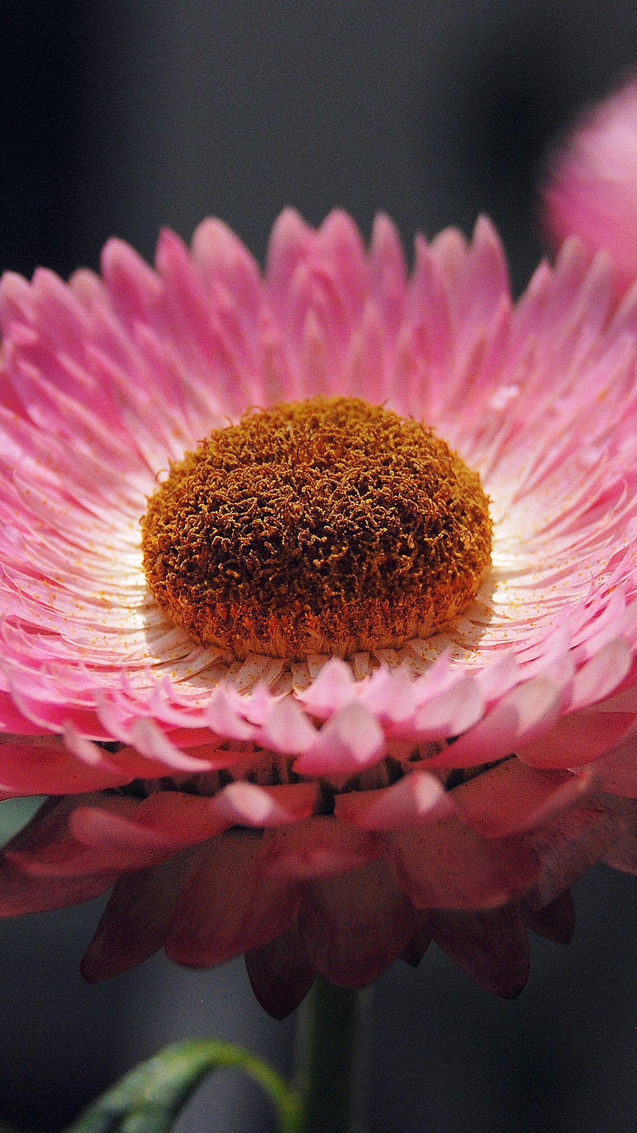 Bokeh Flower Pink Nature Beautiful Android wallpaper HD
