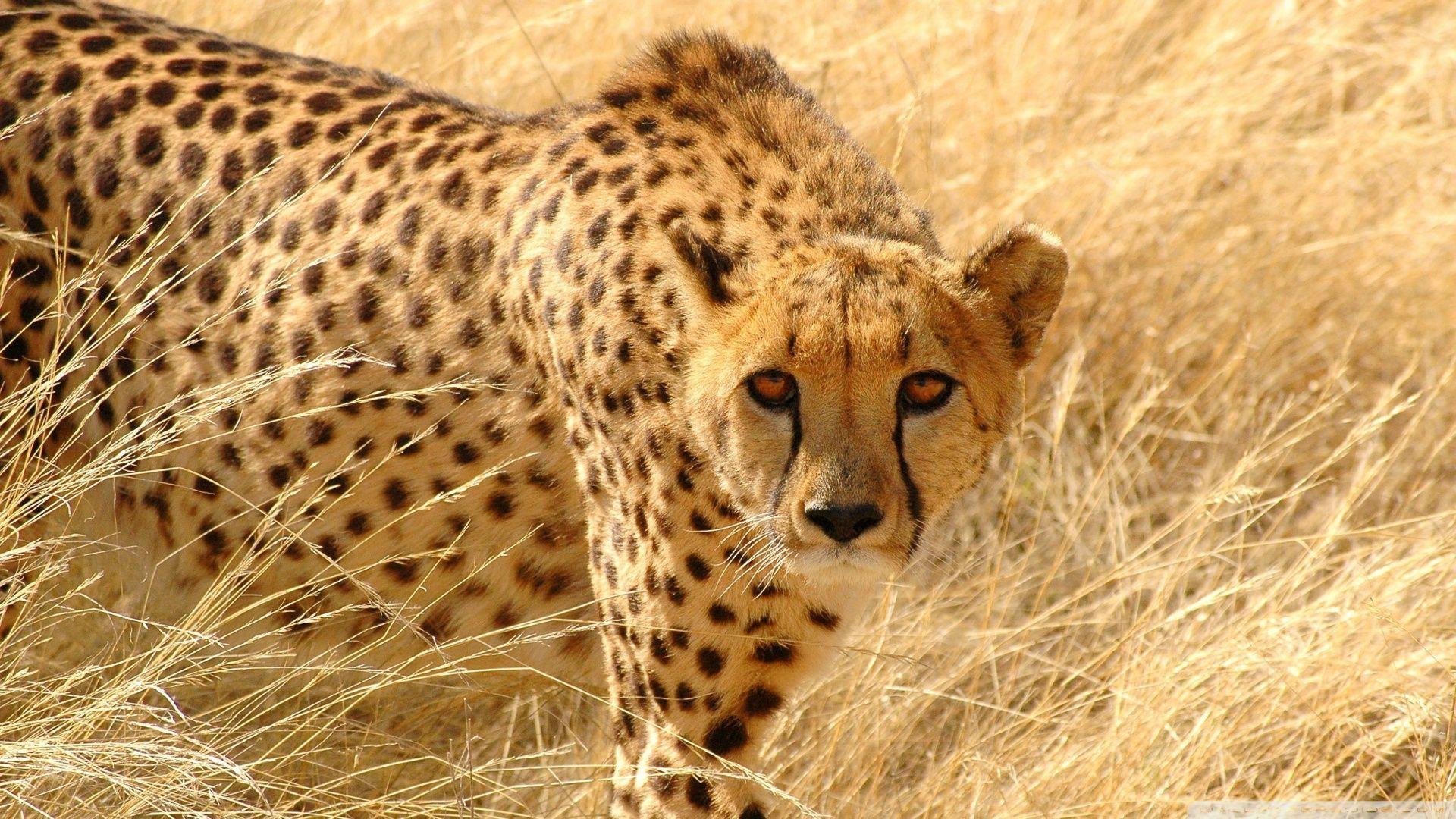 Cheetah Wildlife Ultra HD Desktop Background Wallpaper for 4K UHD TV
