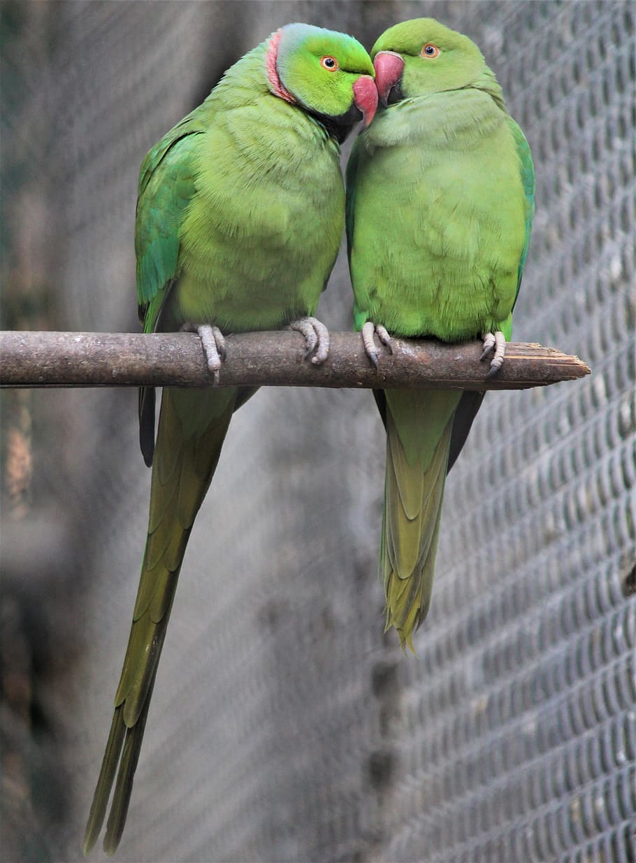 HD wallpaper: couple, sweet, parrots, bird, nature, love, animal