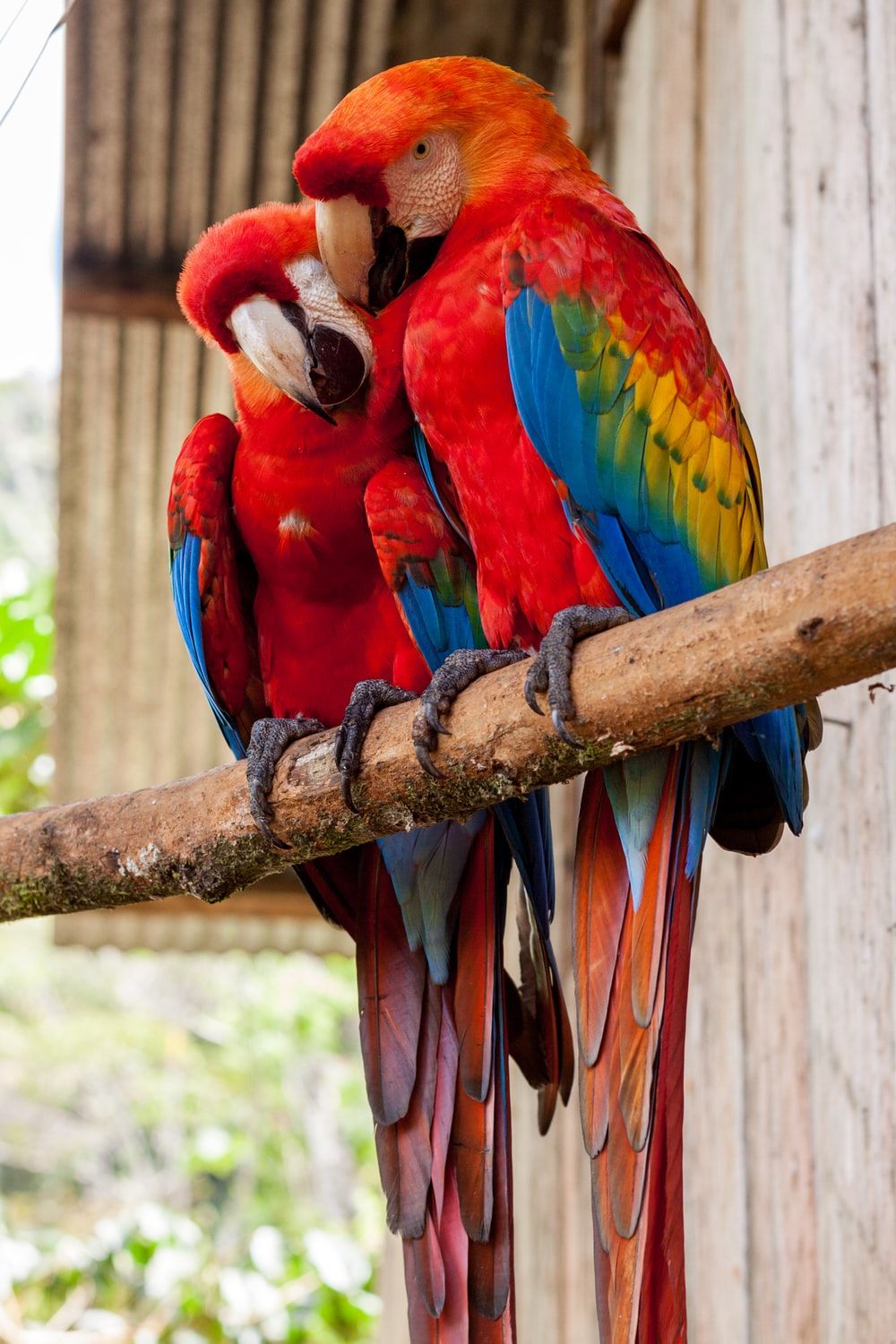 Parrot Picture. Download Free Image
