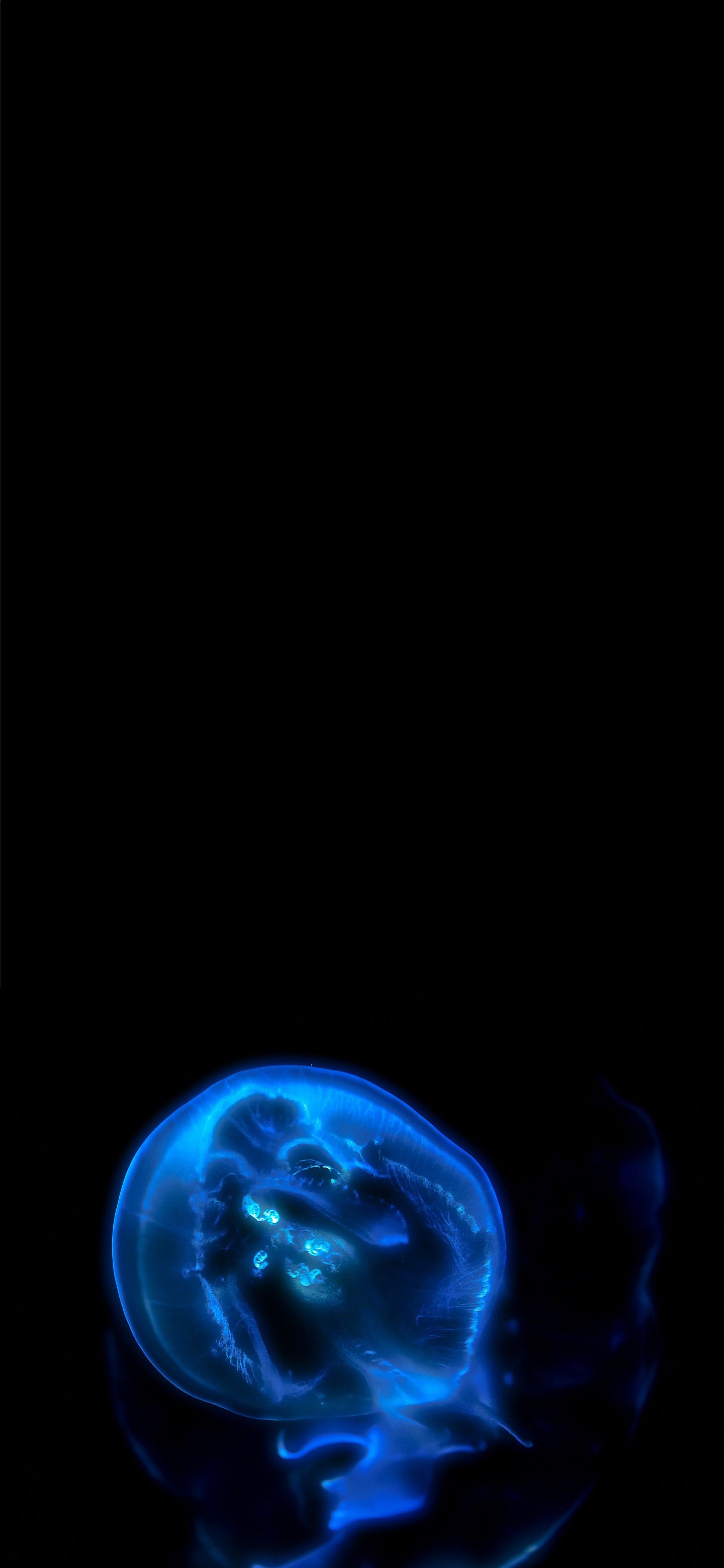 Shiny blue jellyfish Amoled Wallpaper