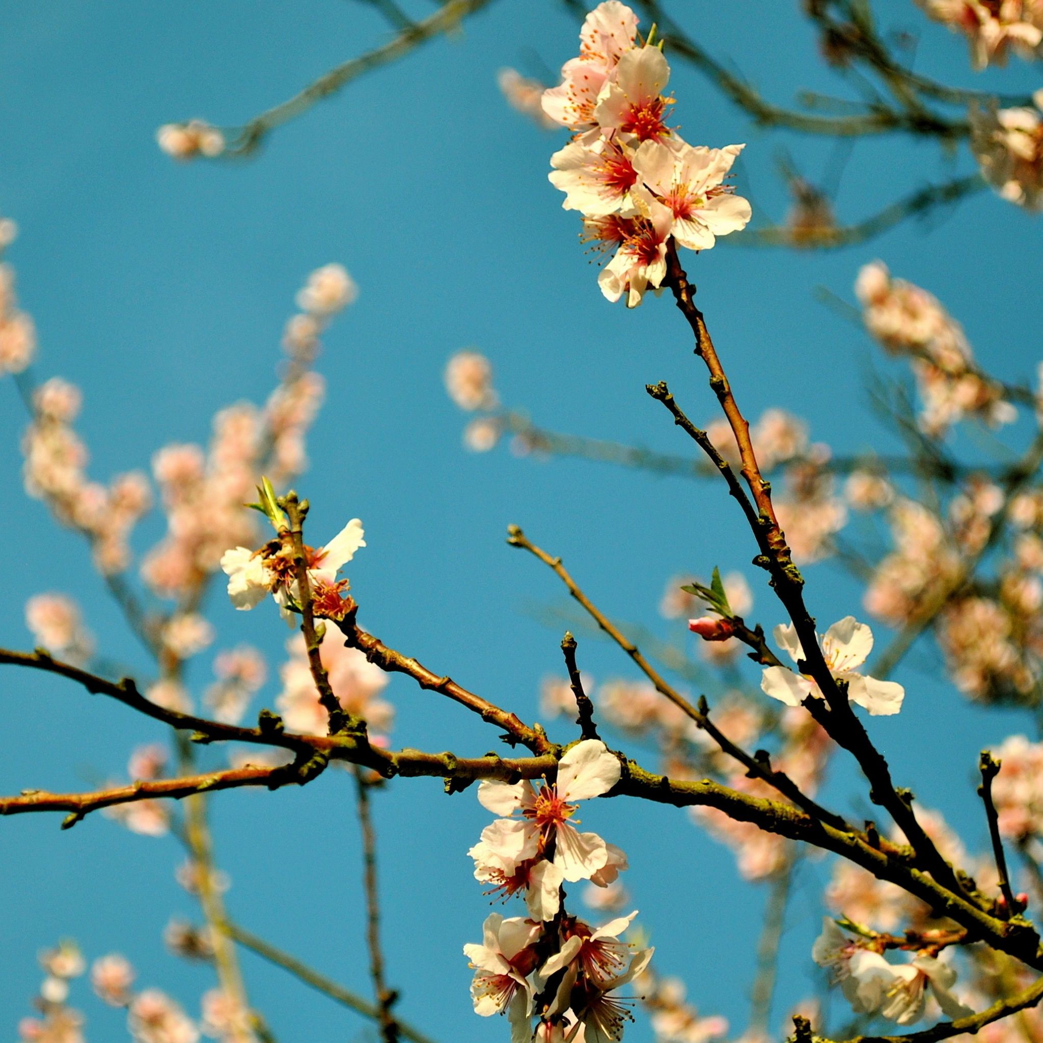 Peach Flowers Spring iPad Air Wallpaper Free Download