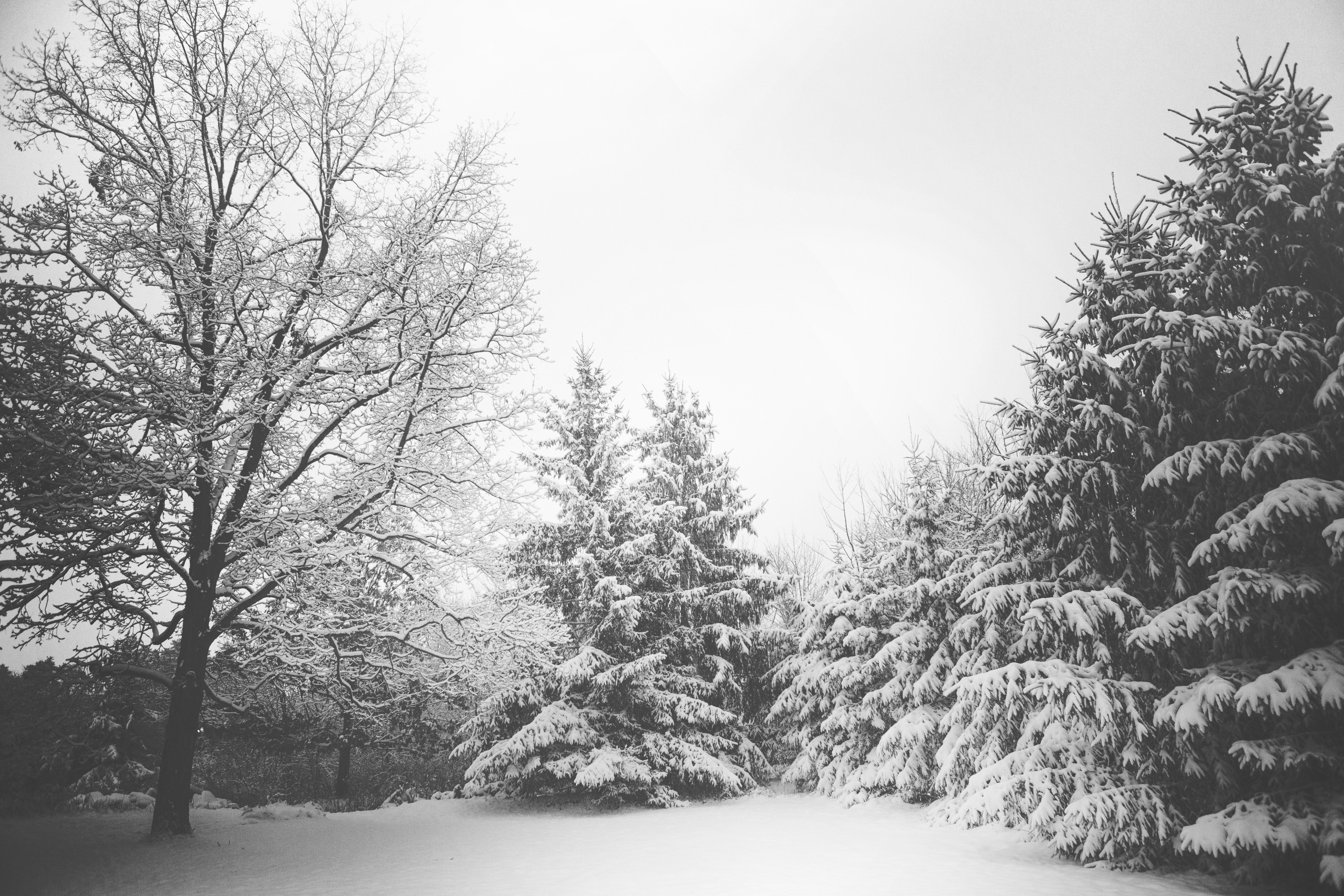 Snow Covered Trees · Free