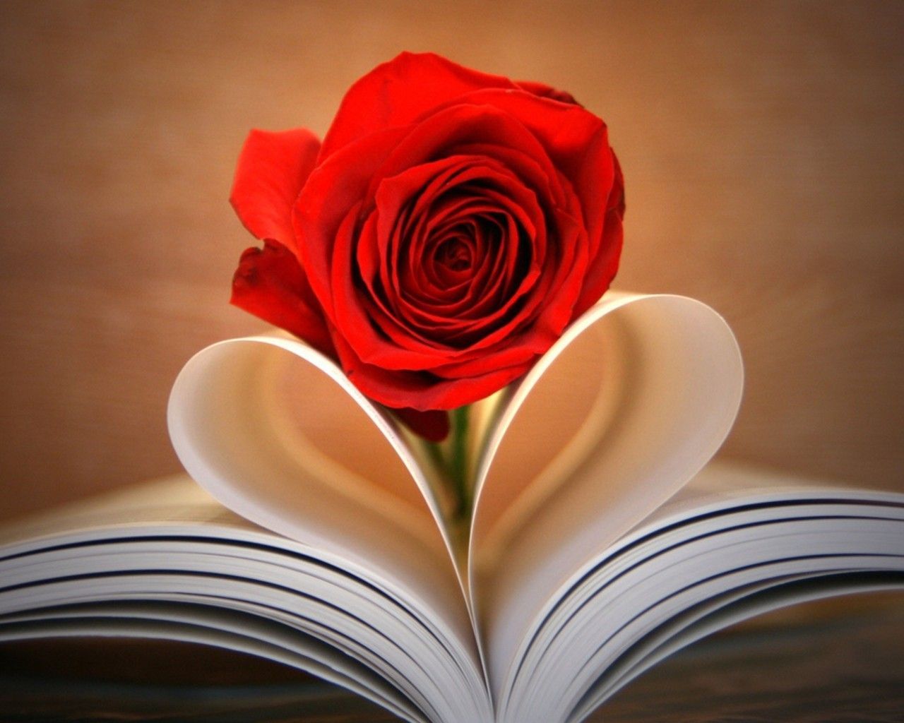 Rose In Book Wallpapers Wallpaper Cave