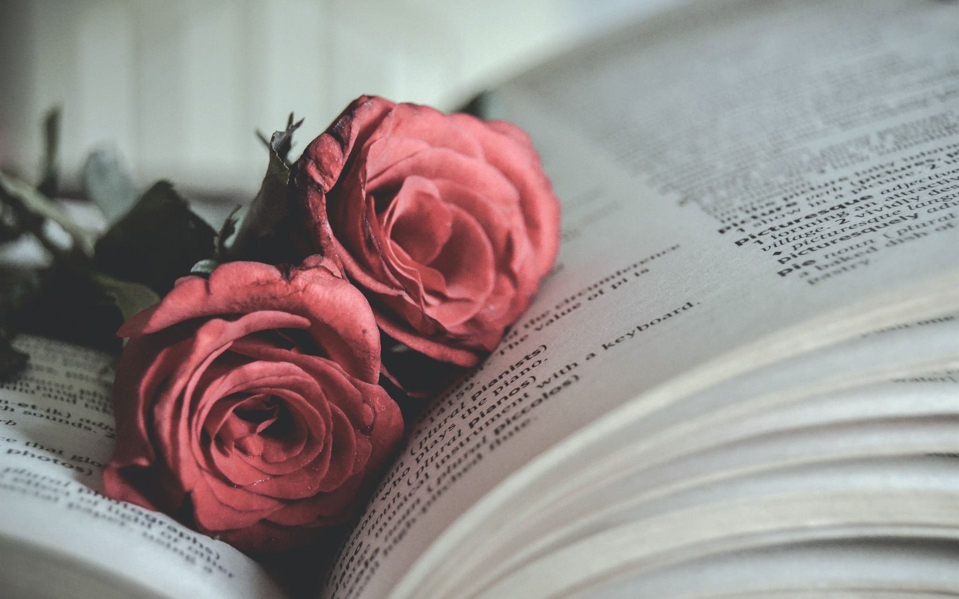 Wallpaper Book, red rose 1920x1200 HD Picture, Image