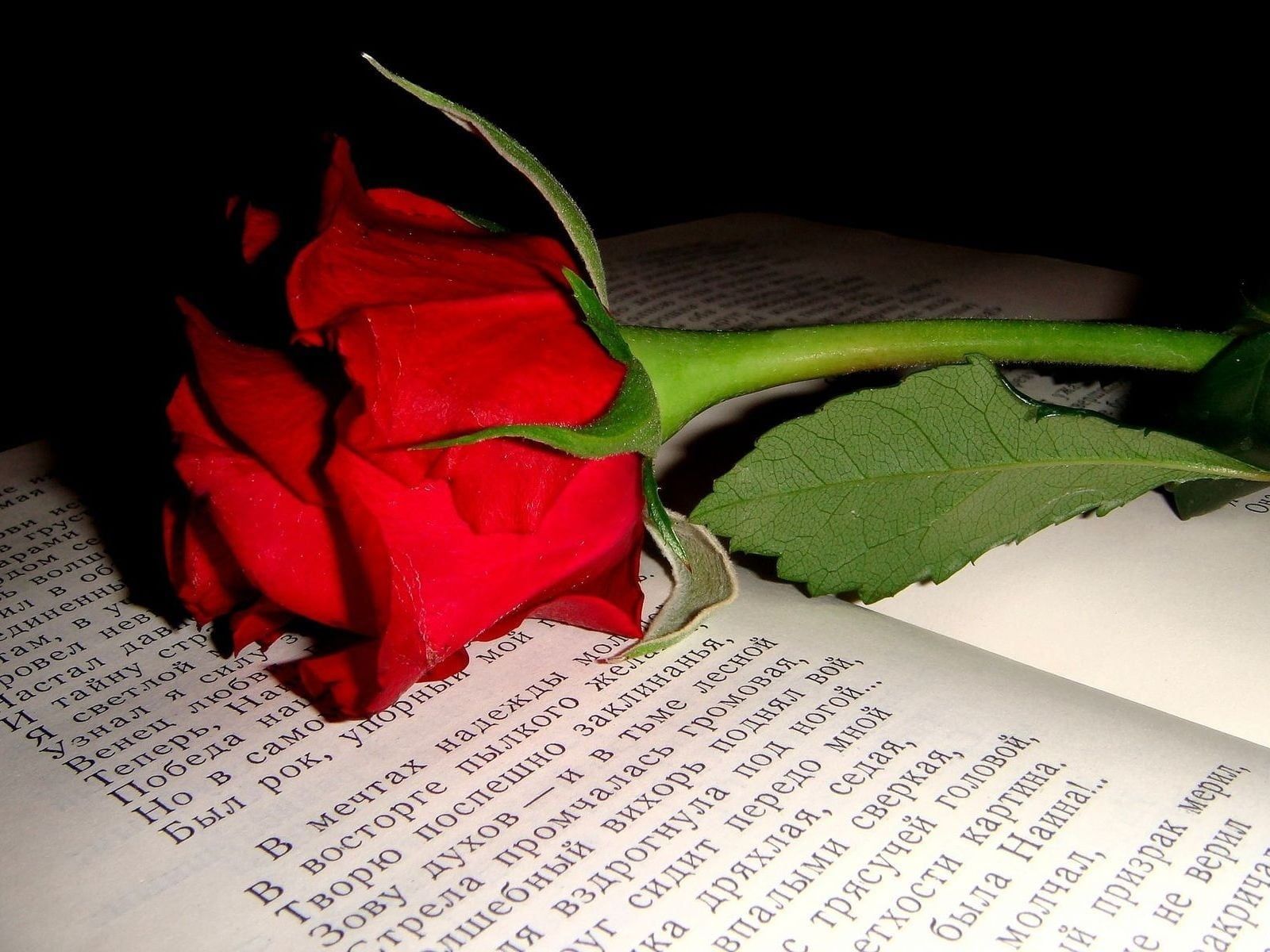Red rose on book page HD wallpaper