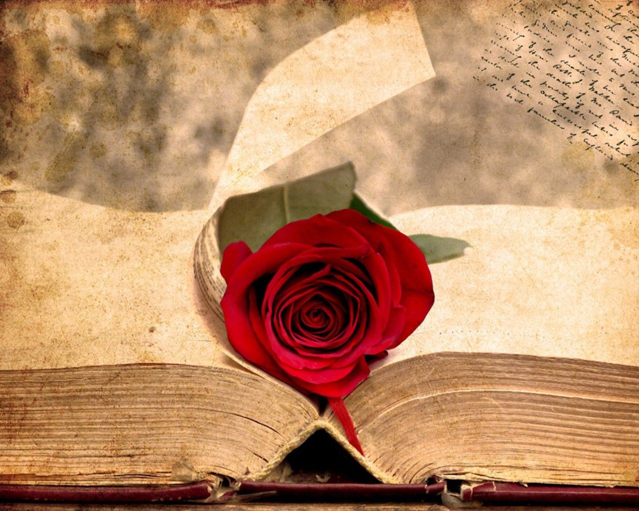 The rose on the ancient book Desktop wallpaper 1280x1024