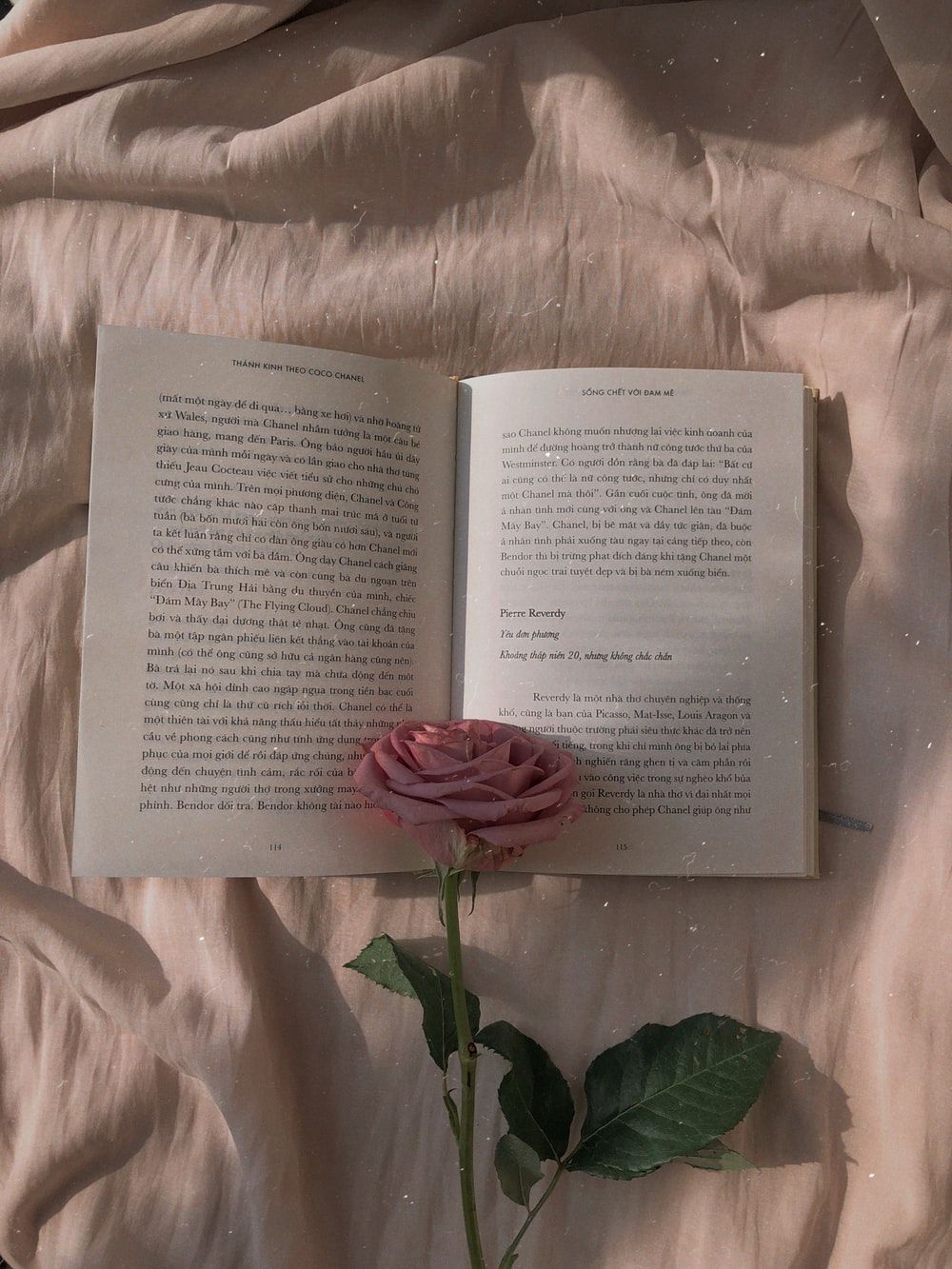 HQ Rose On Book Picture. Download Free Image