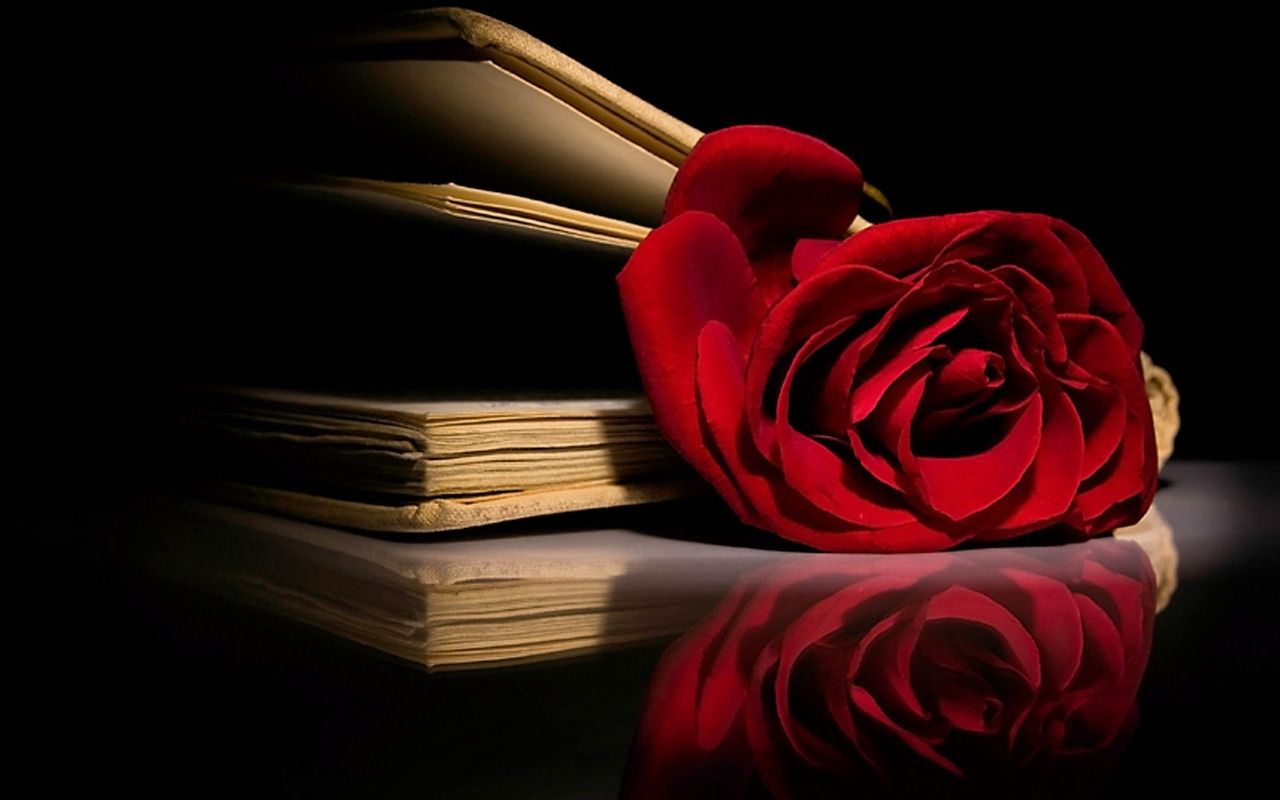 Beautiful Red Rose Wallpaper And Book Wallpaper HD