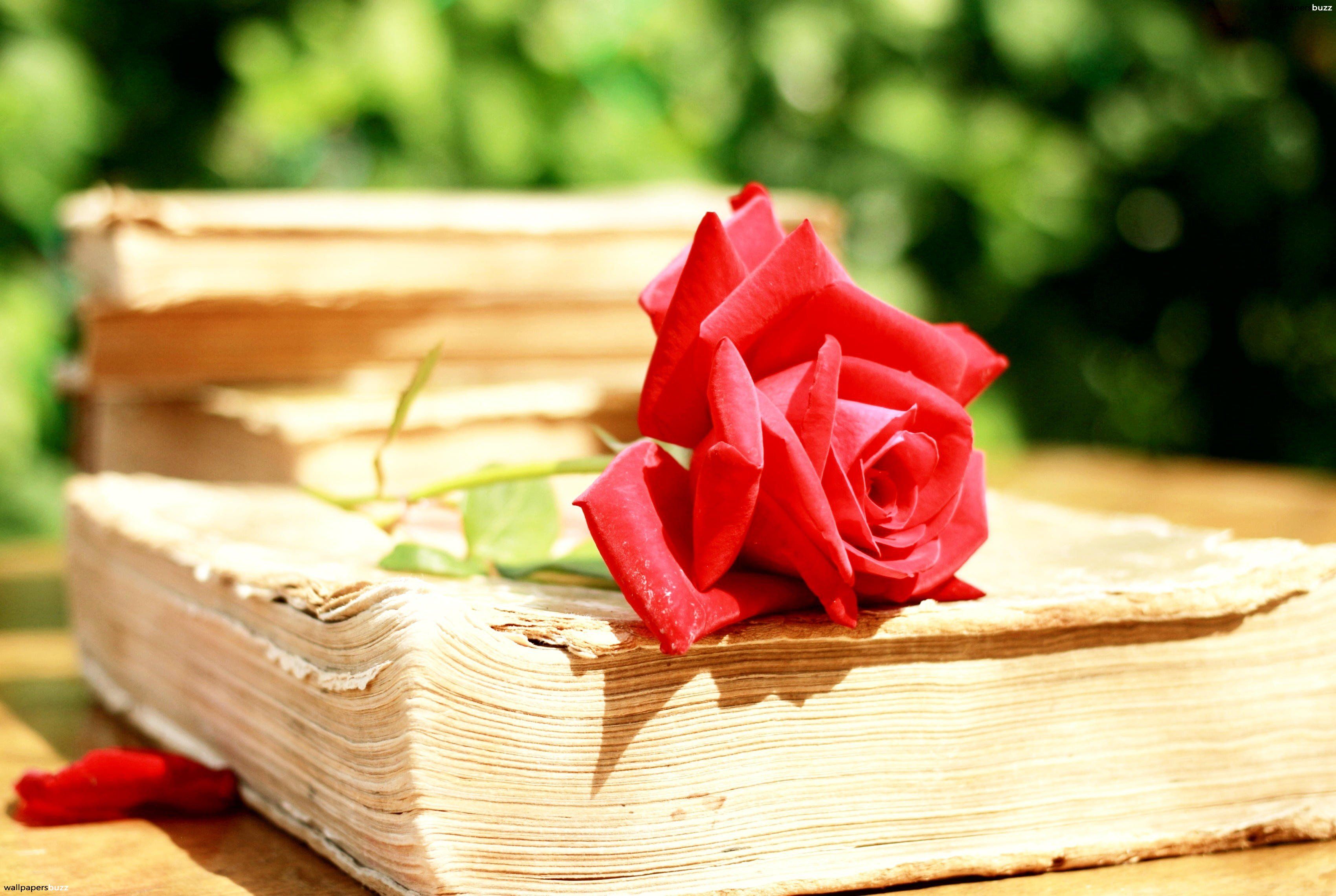 Red rose and an old books HD Wallpaper