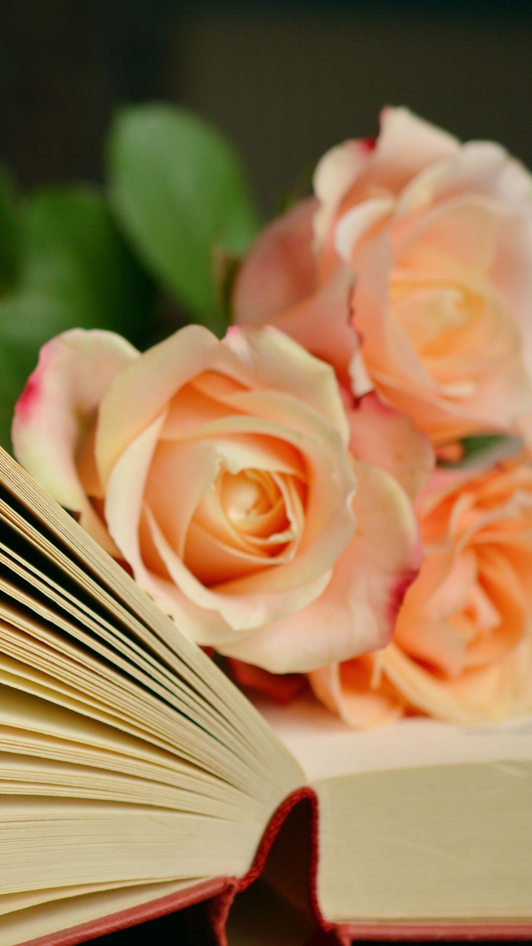 Book Roses Bouquet Reading iPhone 8 Wallpaper Free Download