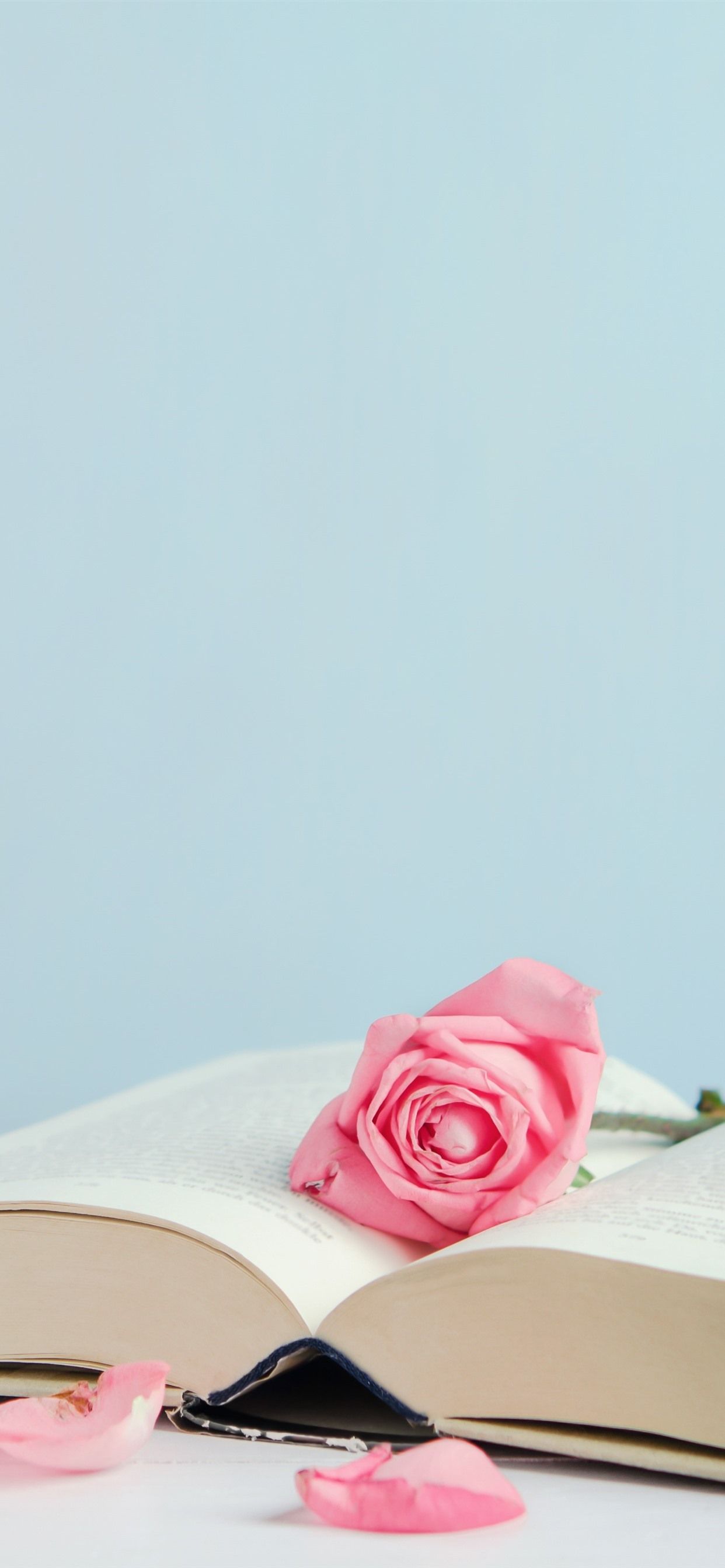 Book And Pink Roses, Petals 1242x2688 IPhone 11 Pro XS Max