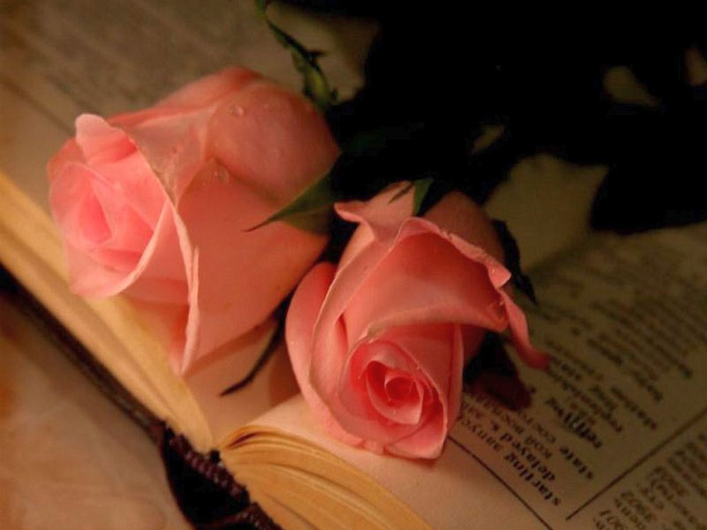 Flower Photo: Books and Roses