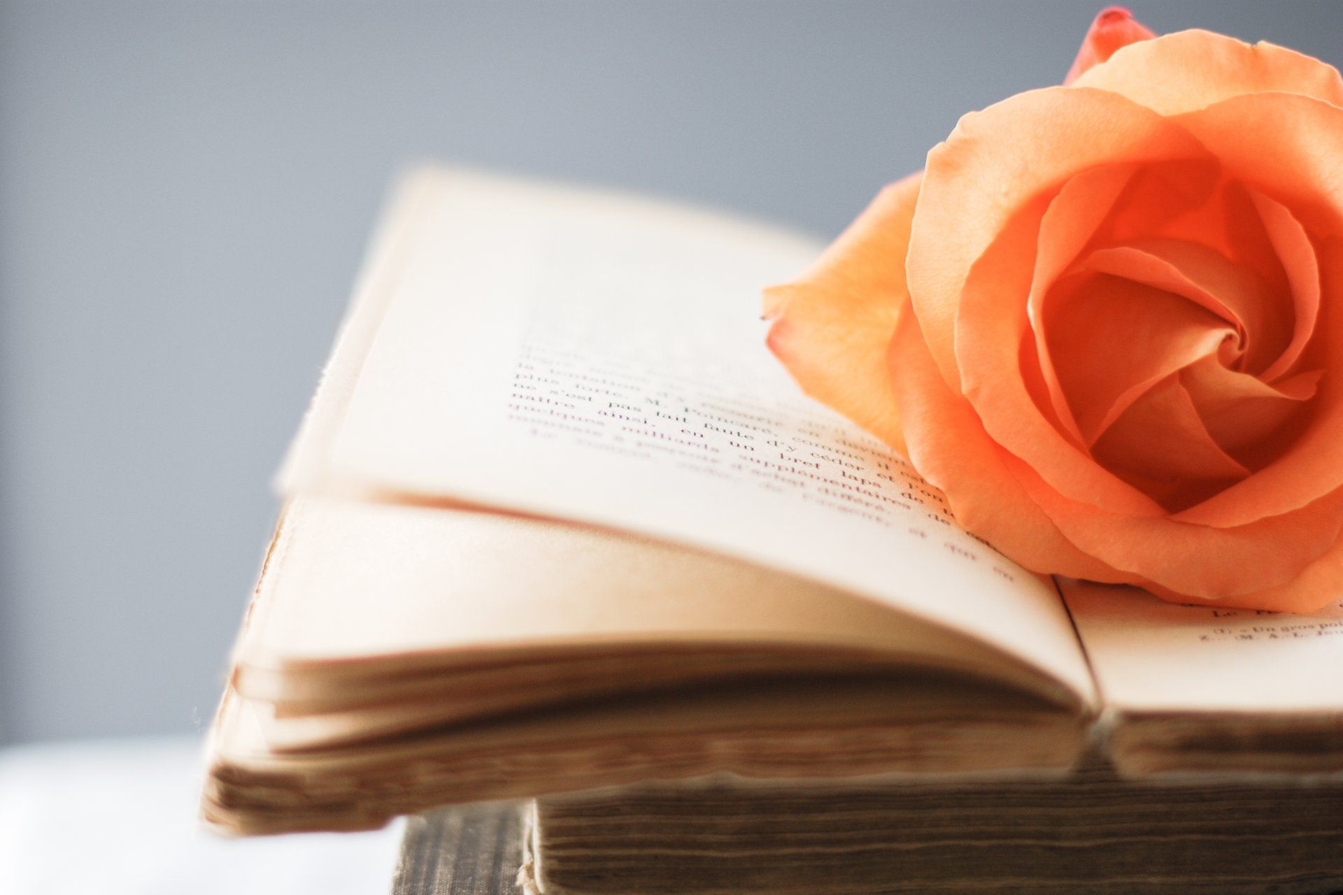 Orange Rose on Book Pages Wallpaper 49792 1920x1280px