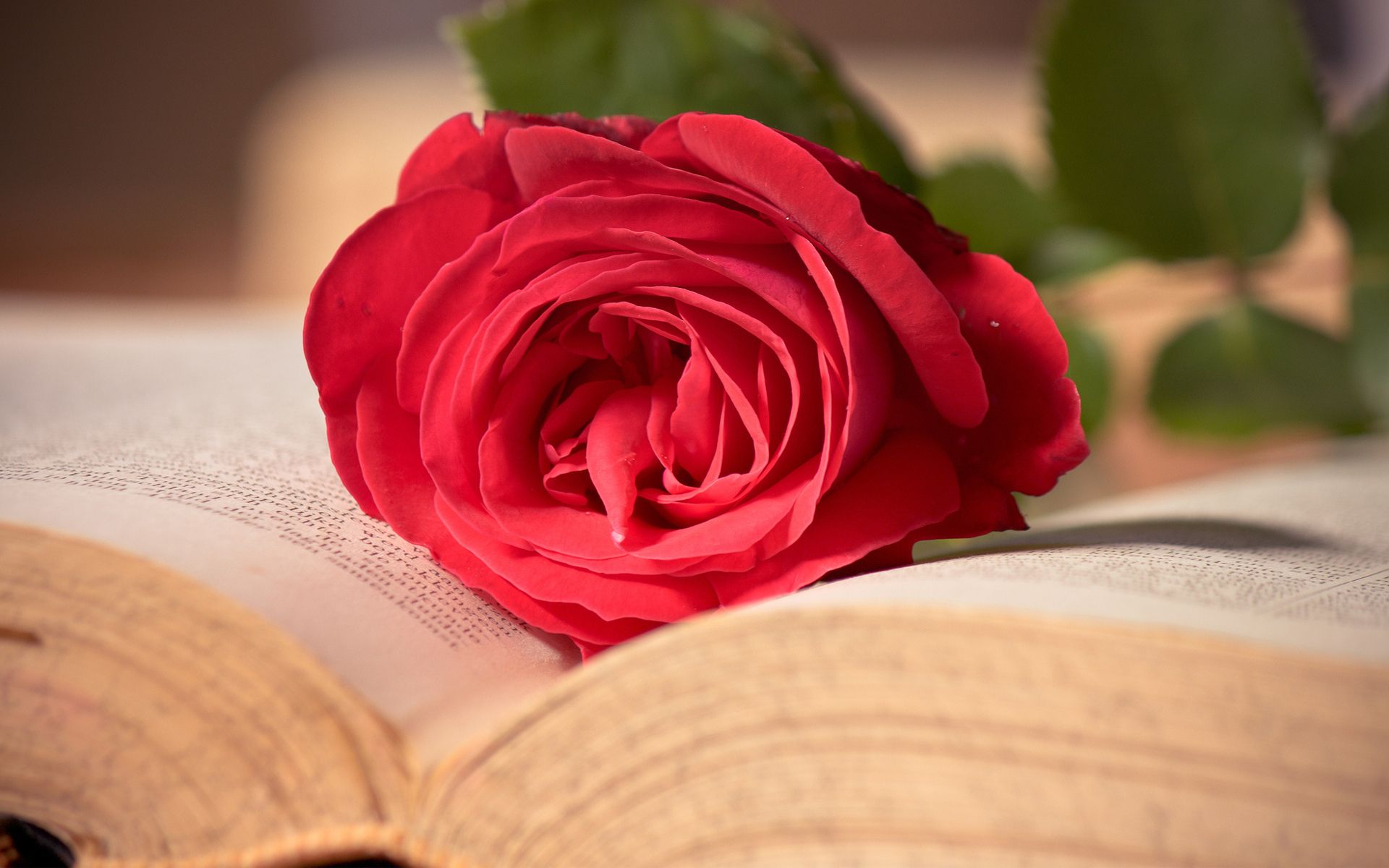 Rose In Book Wallpapers - Wallpaper Cave