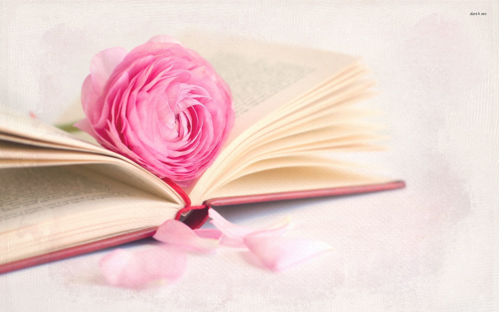 Pink rose on the book wallpaper wallpaper