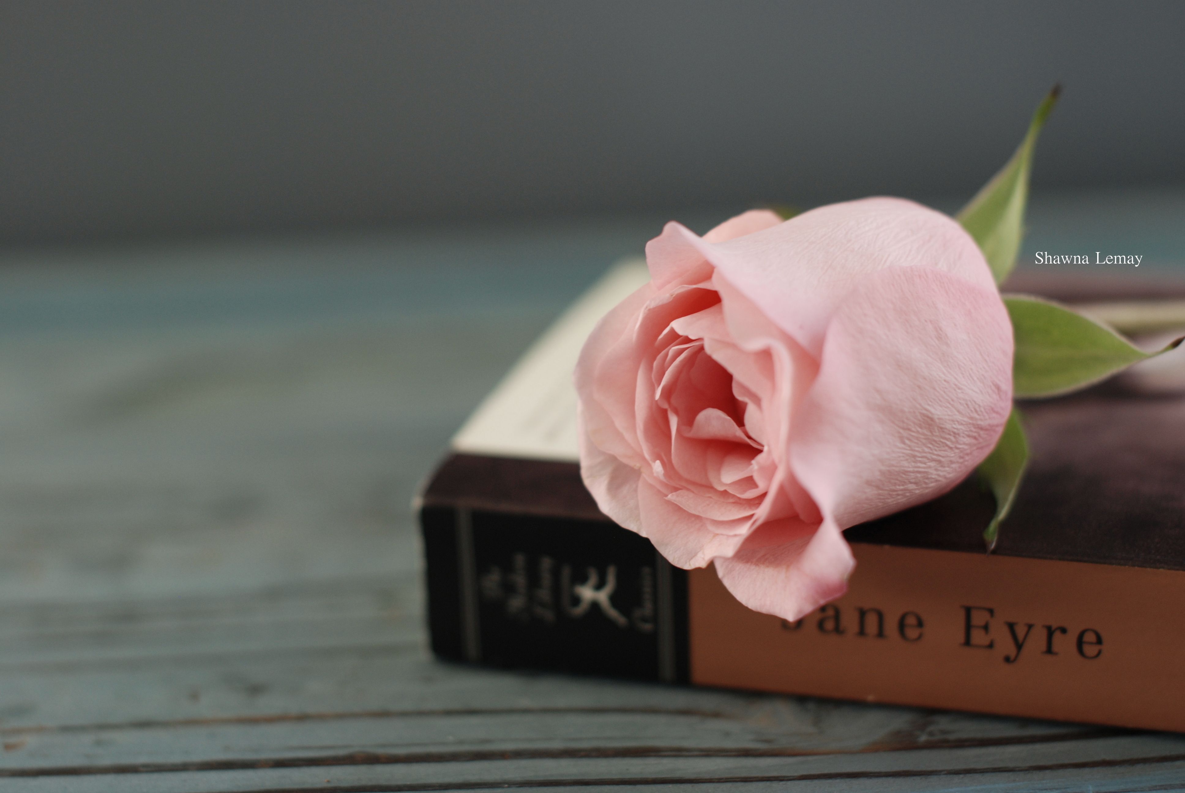 Rose In Book Wallpapers - Wallpaper Cave