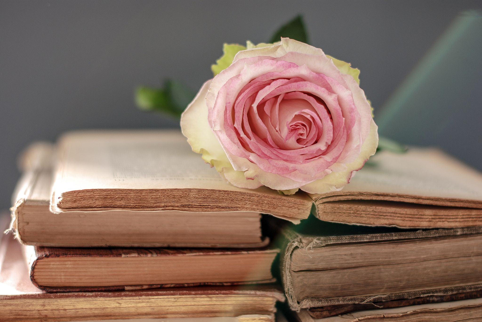 Rose In Book Wallpapers - Wallpaper Cave