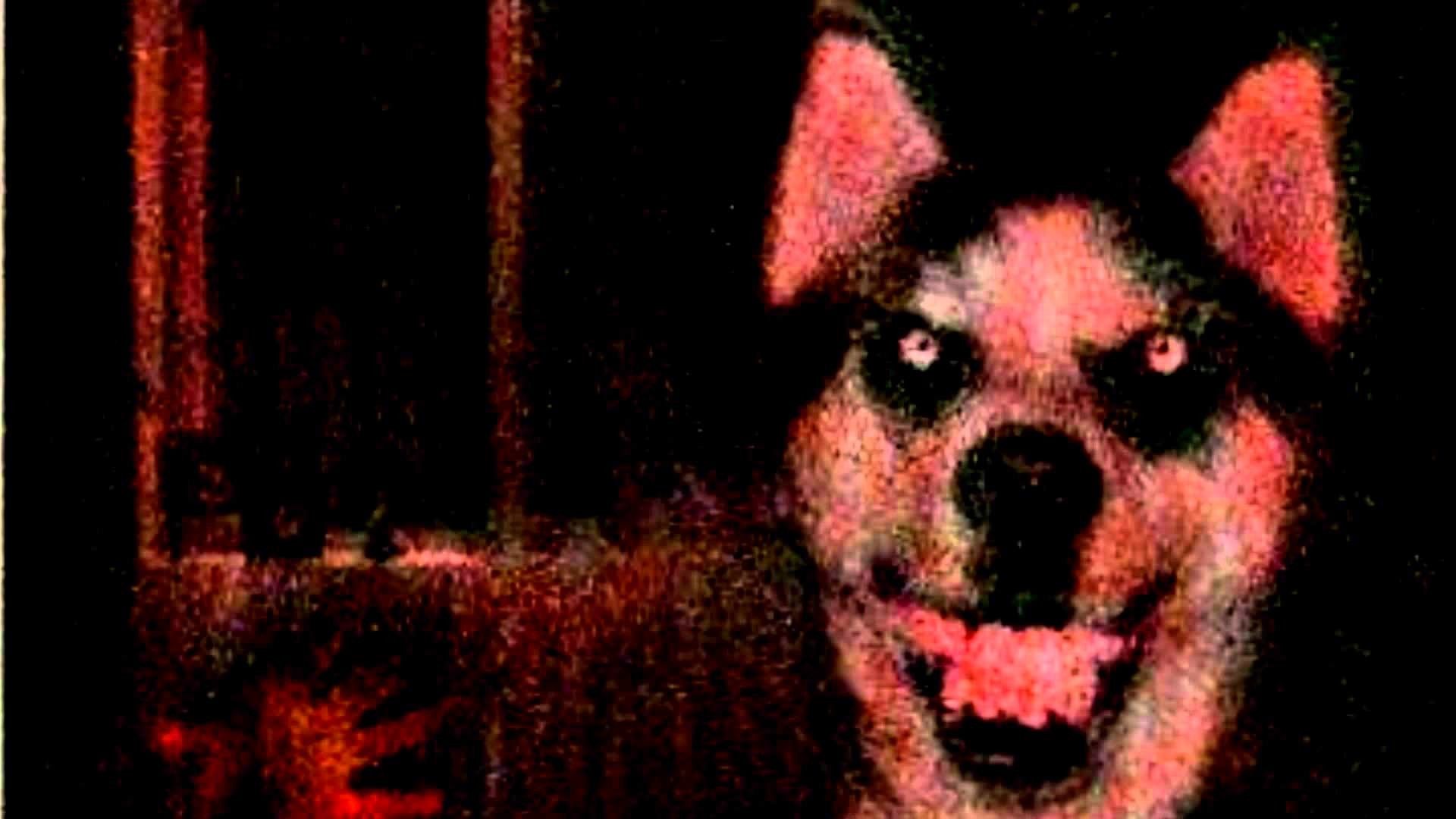 Smile Dog Creepypasta Wallpapers Wallpaper Cave