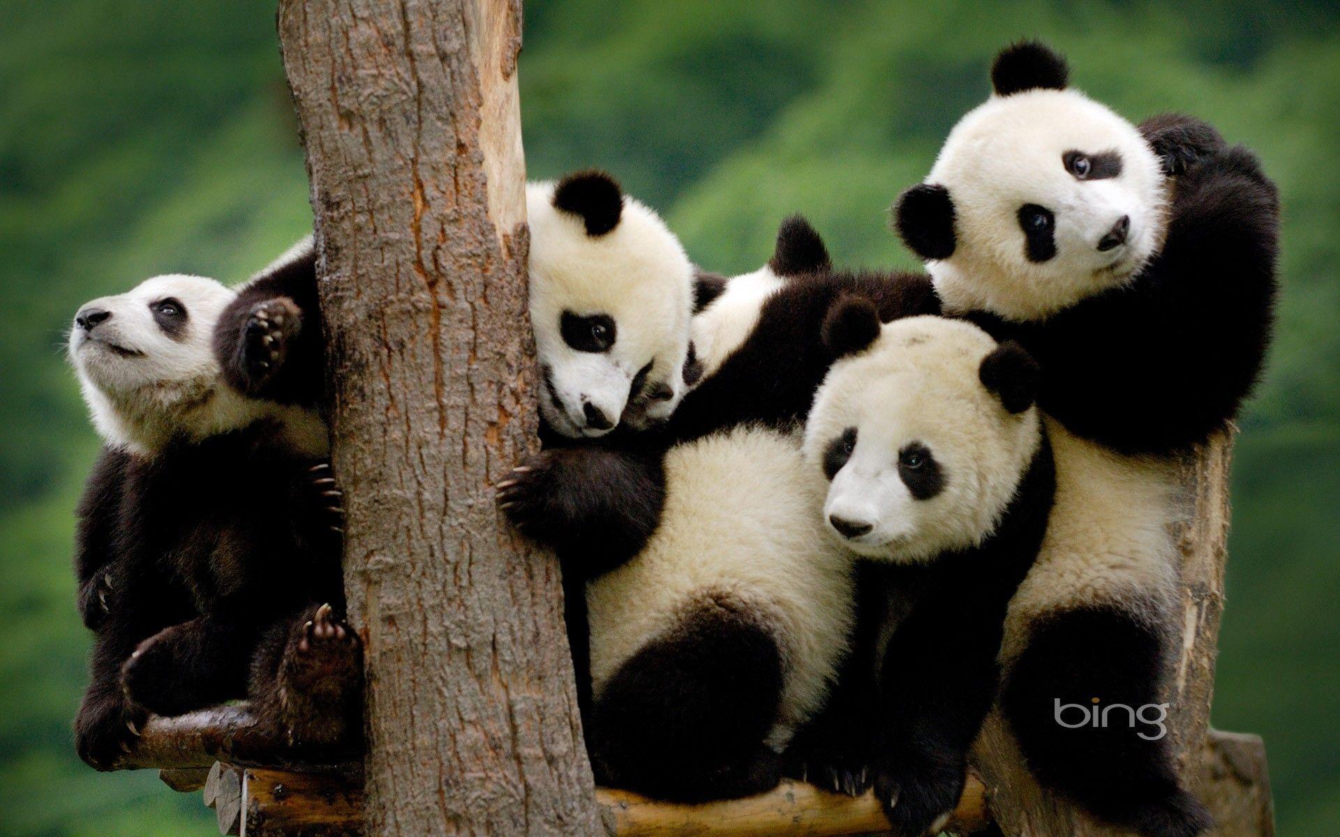 Cute Baby Pandas Desktop Wallpaper Free Cute Baby Pandas Desktop Background