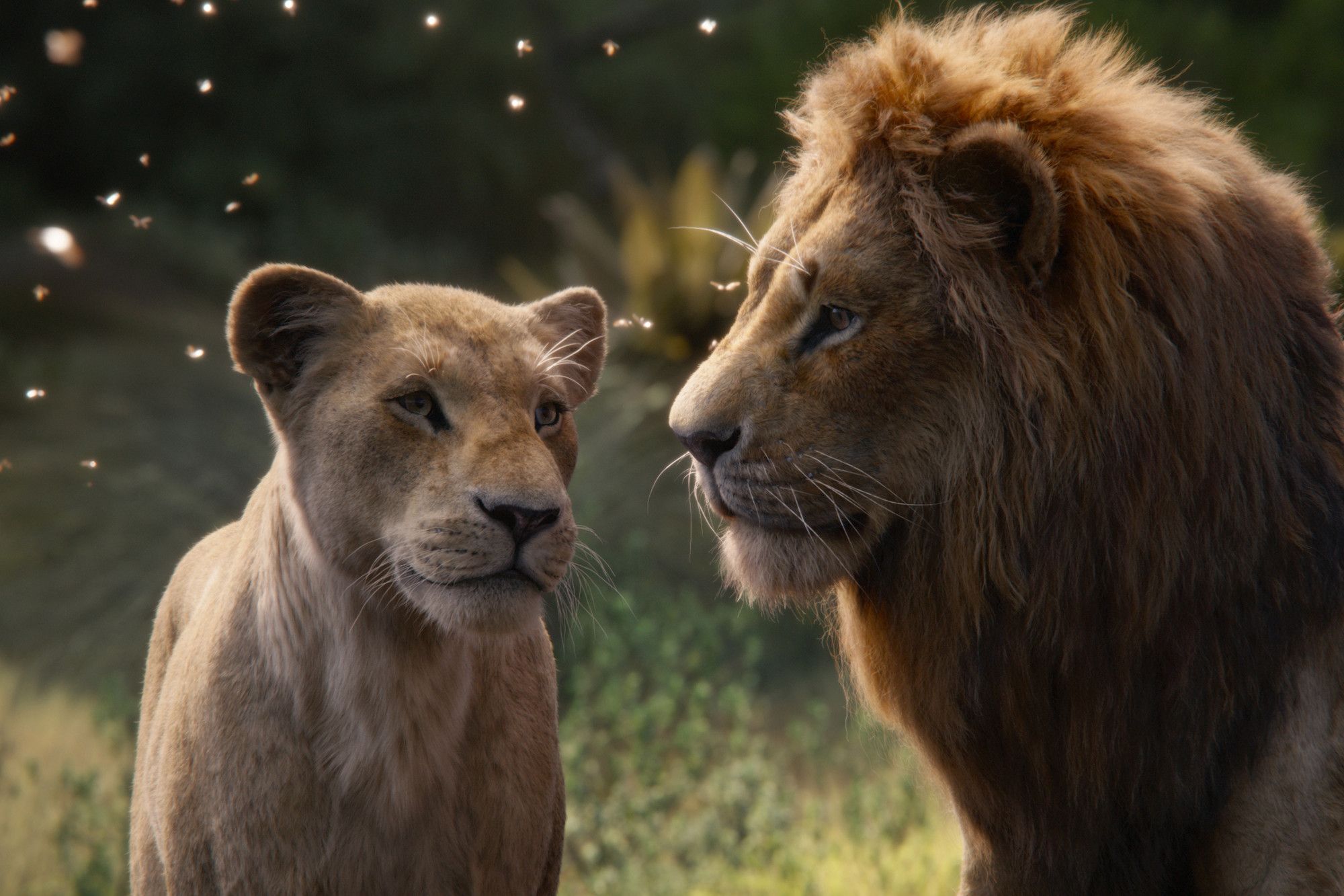 The Lion King' is a lie that erases female pride: scientist