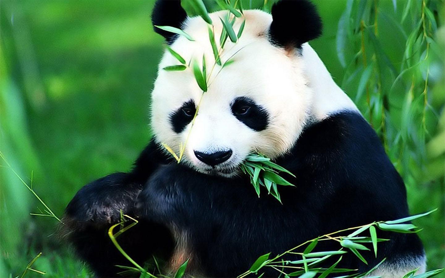 Panda Wallpaper for Android