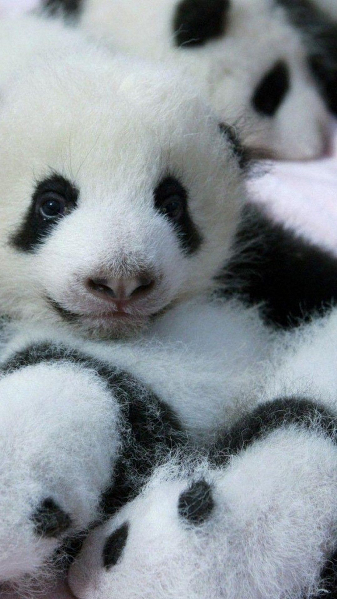 Baby Panda Wallpaper For Android Android Wallpaper
