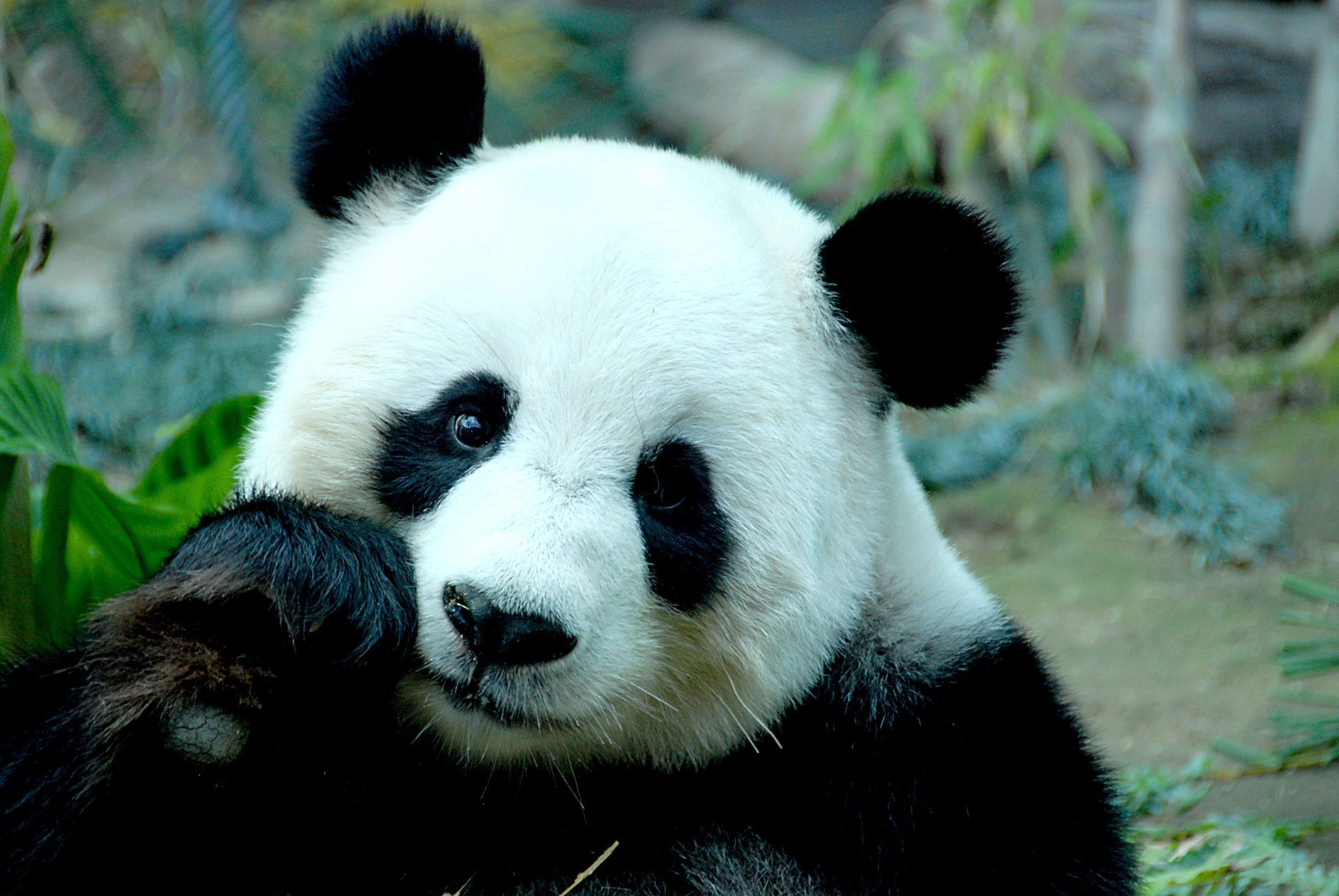 Top 35 Panda Wallpapers  4k  HD 