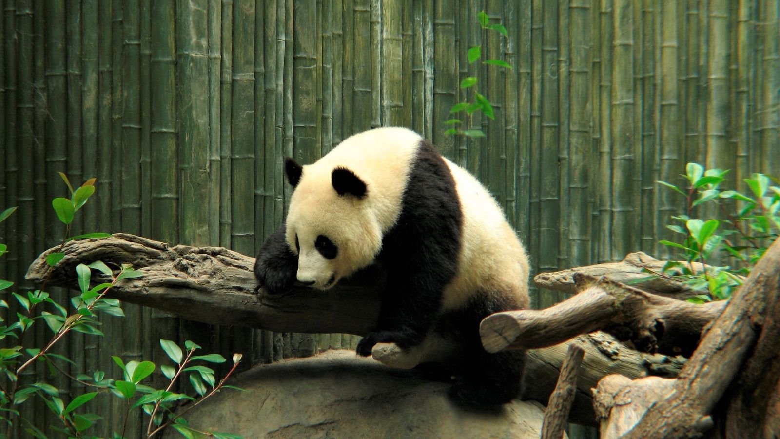 Zoo Cute Panda Wallpaper